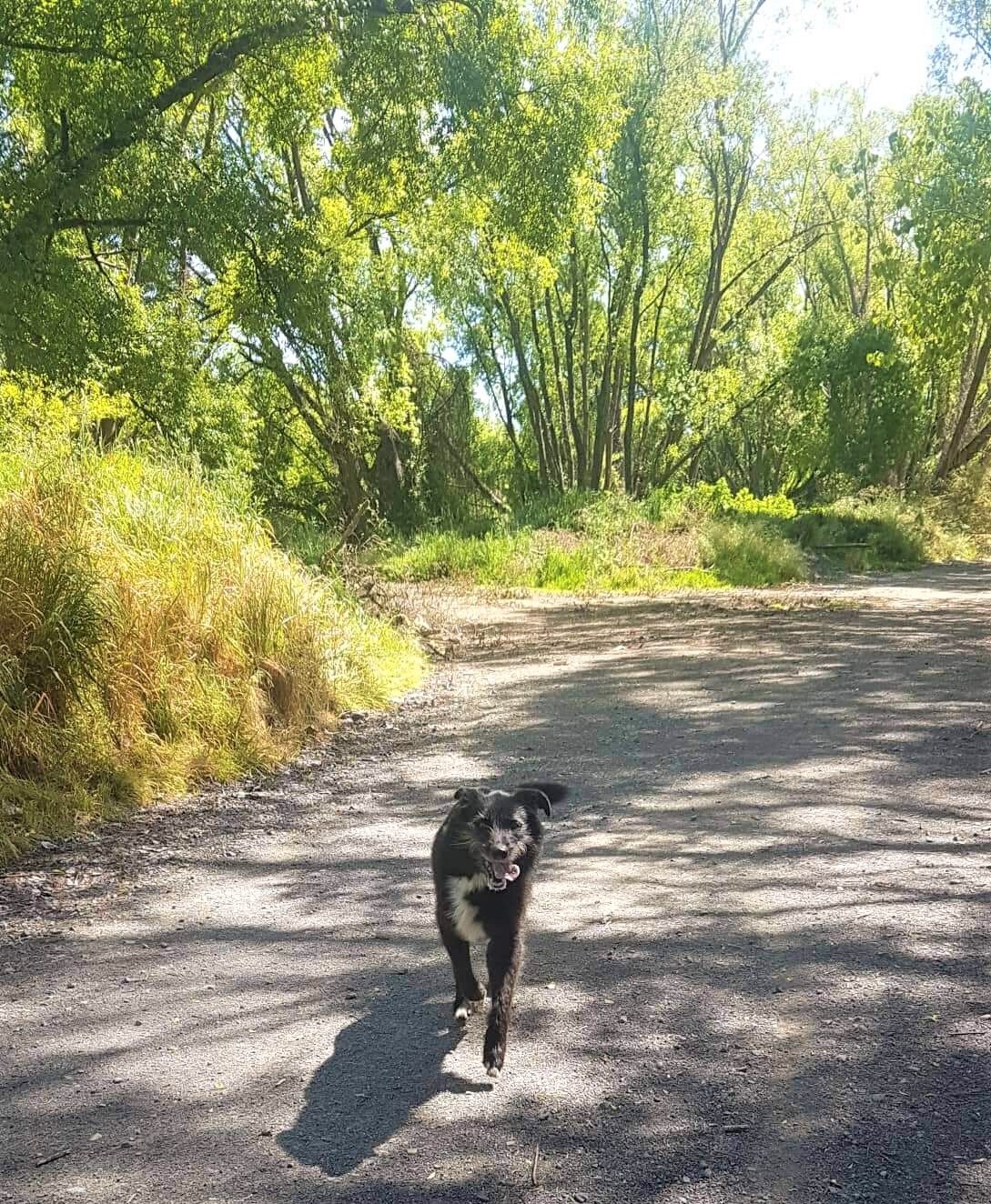  Dogs are welcome on our trails as long as they are under the owners control. 