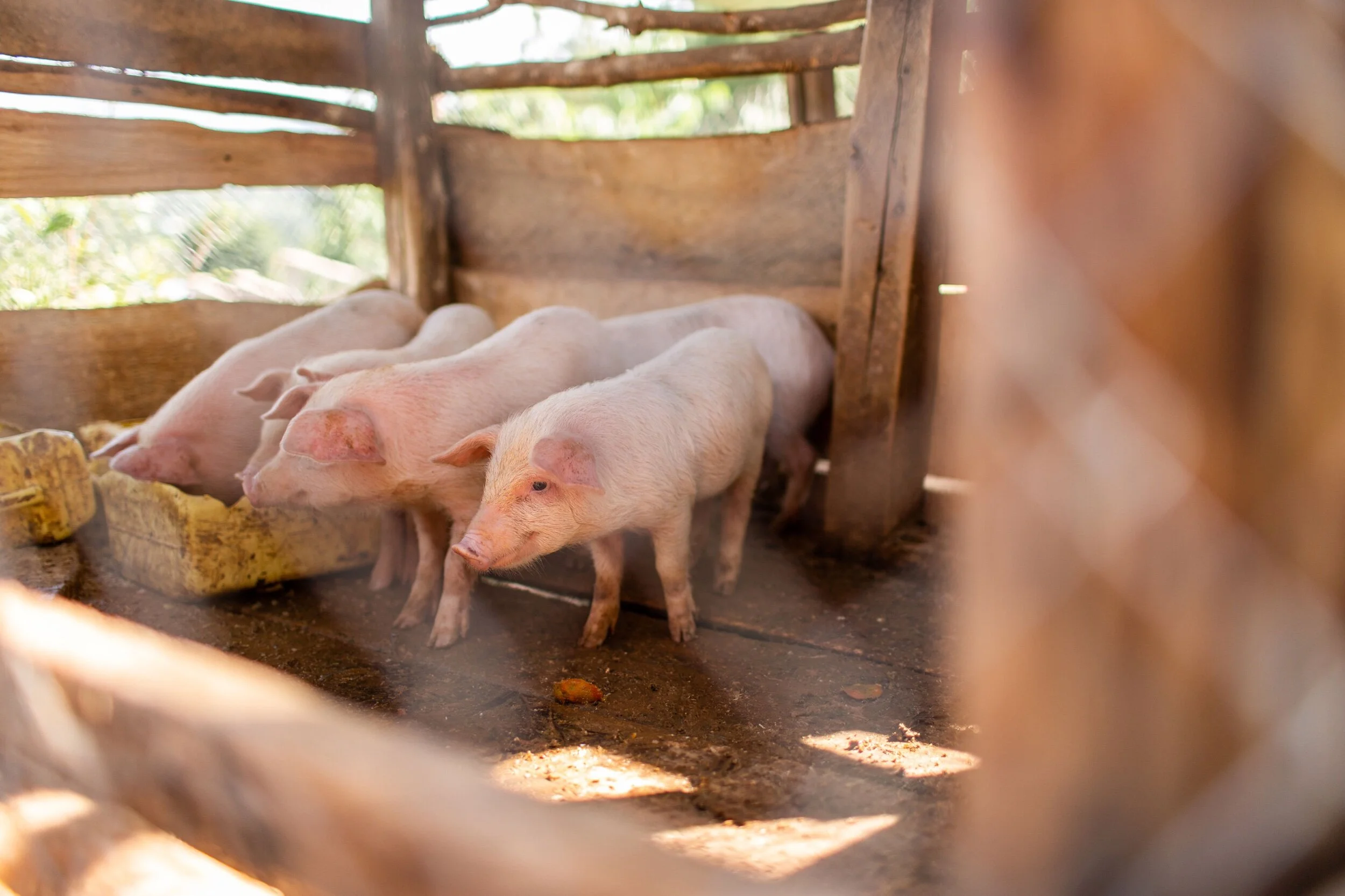 988D6839-B11F-4DBF-9B4A-6FE8EB50560D