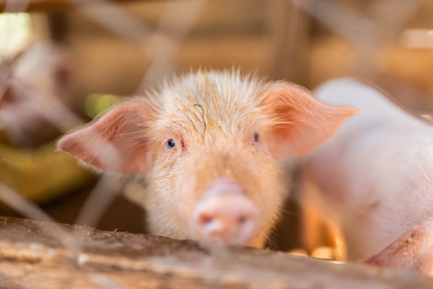 4E026A14-EF0A-45F5-B65B-9B836FCA3935