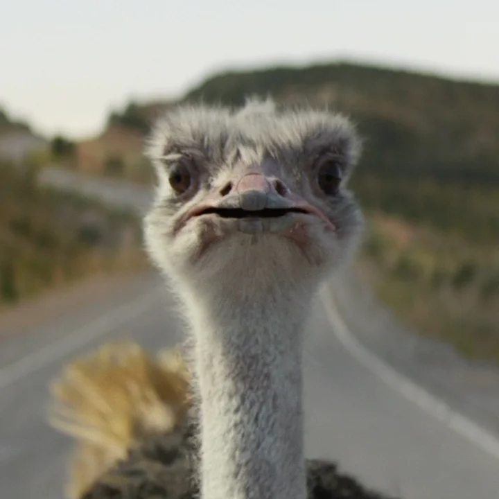 ostrich.jpeg