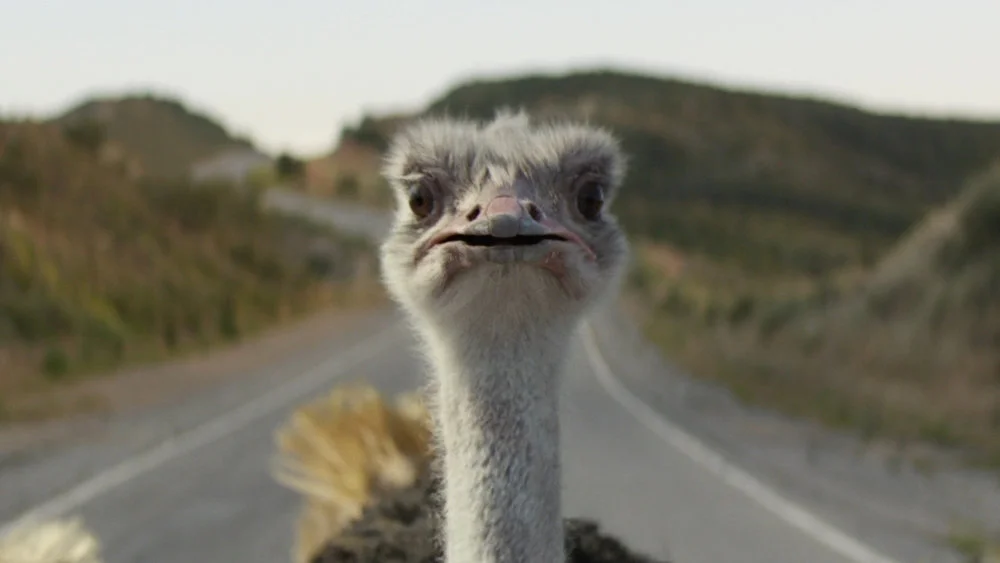 ostrich.jpg
