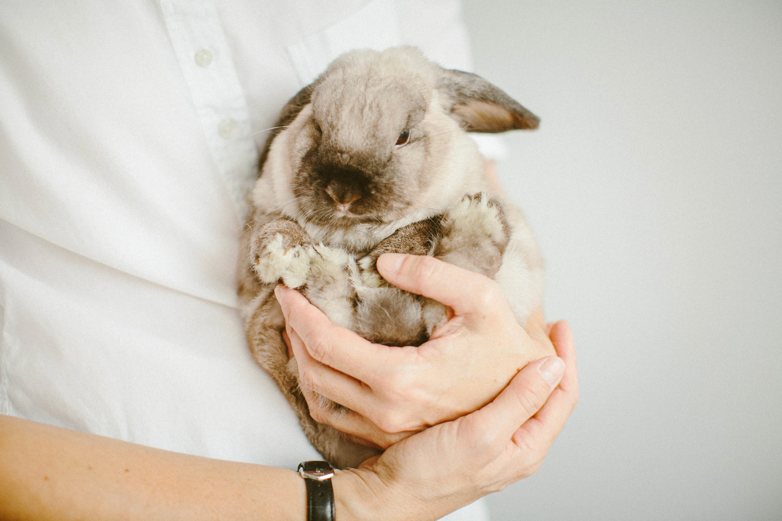 Bird & Exotics Veterinarian