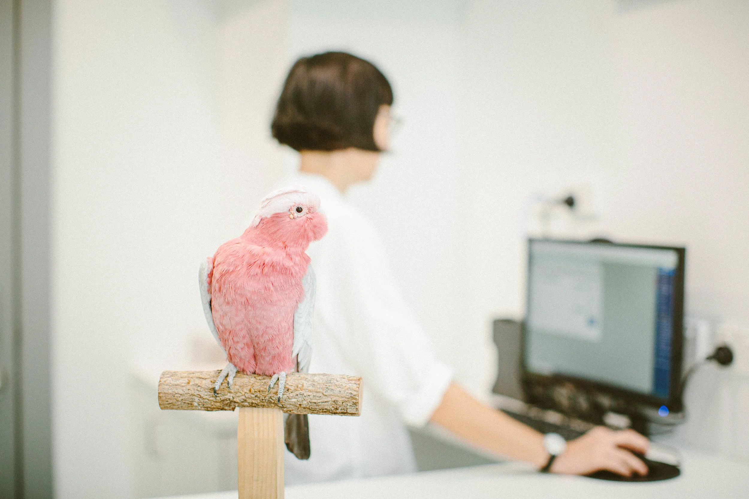 amazon dog grass pad