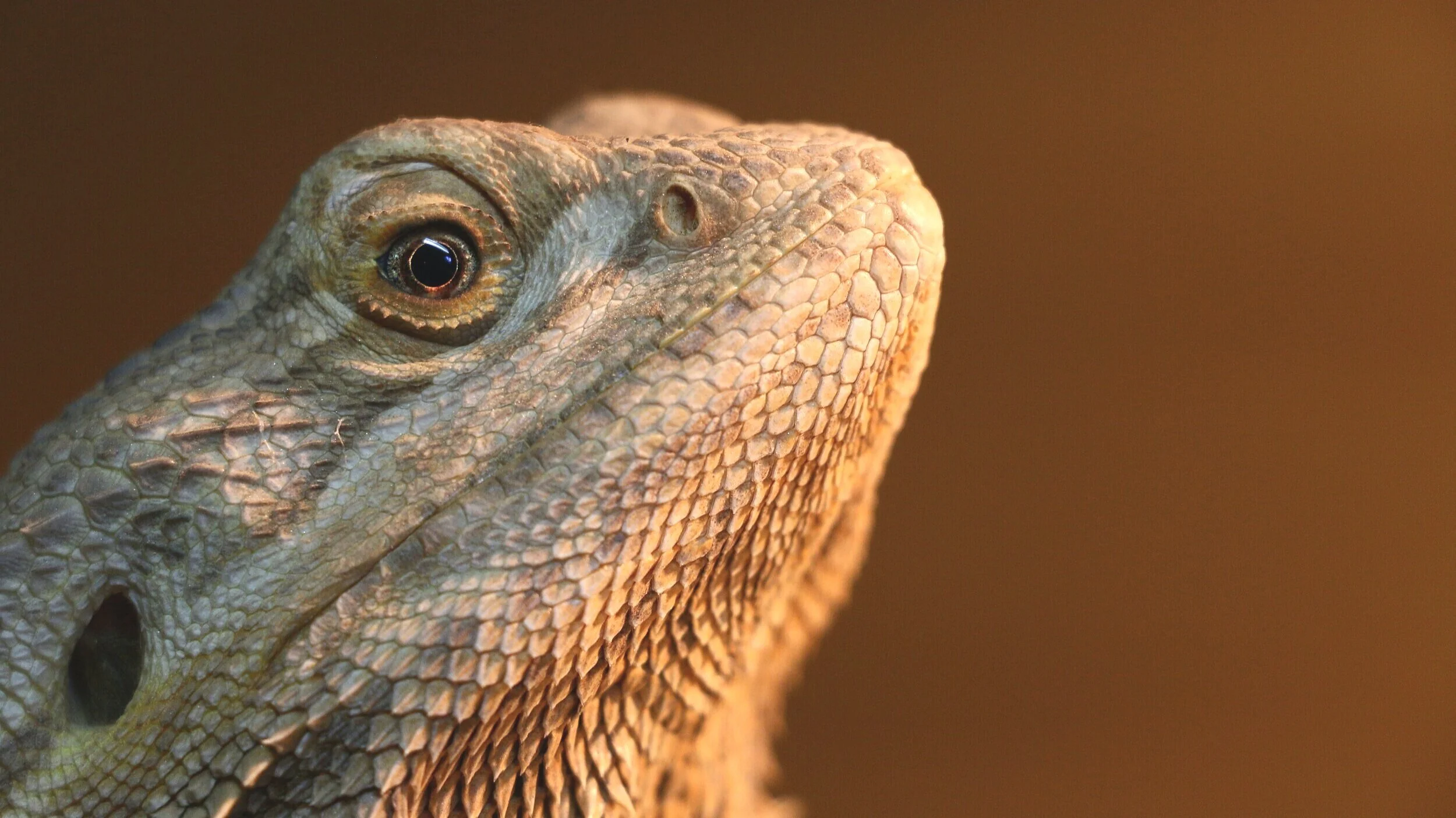 Bird & Exotics Veterinarian