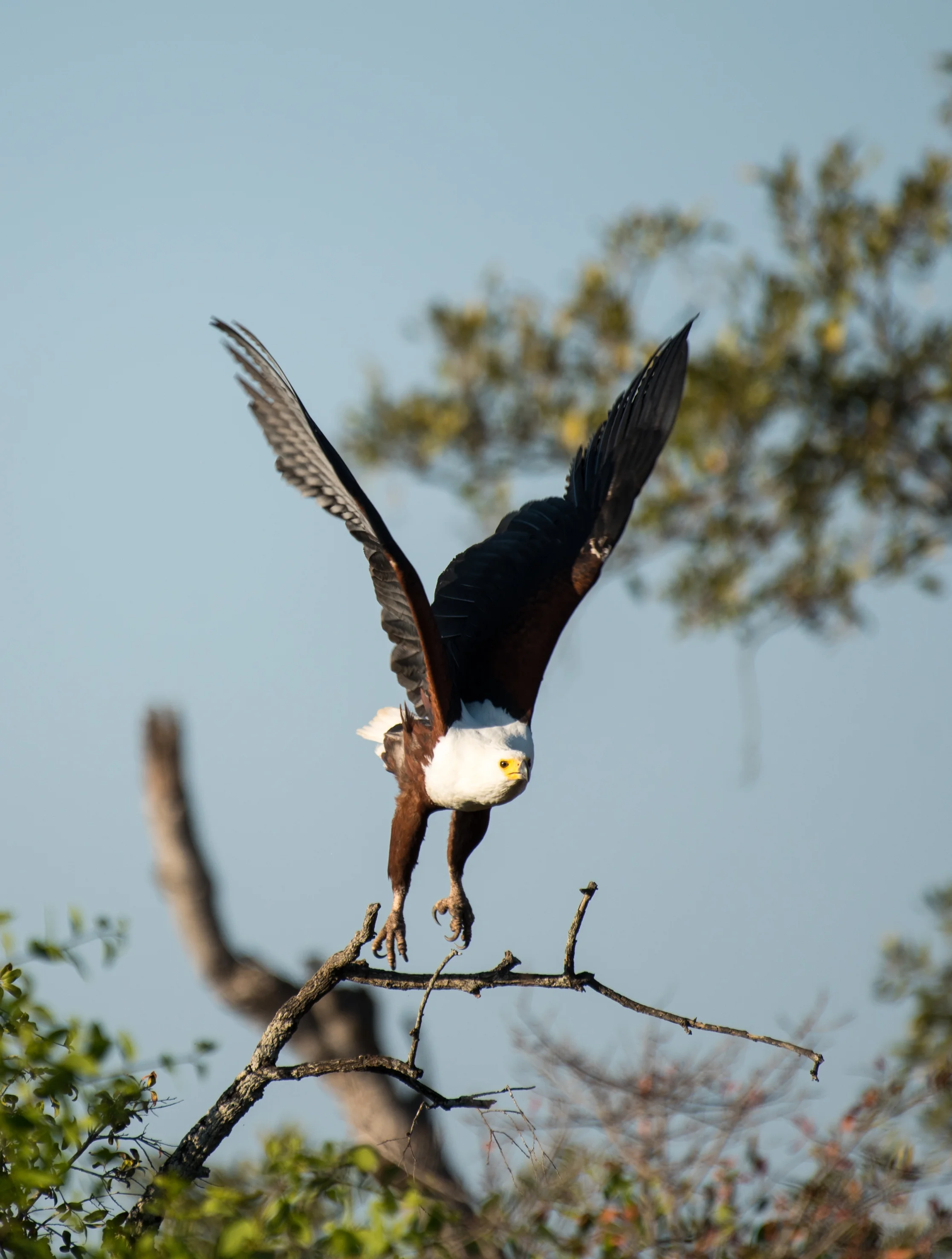 cara ord wildlife-6.jpg
