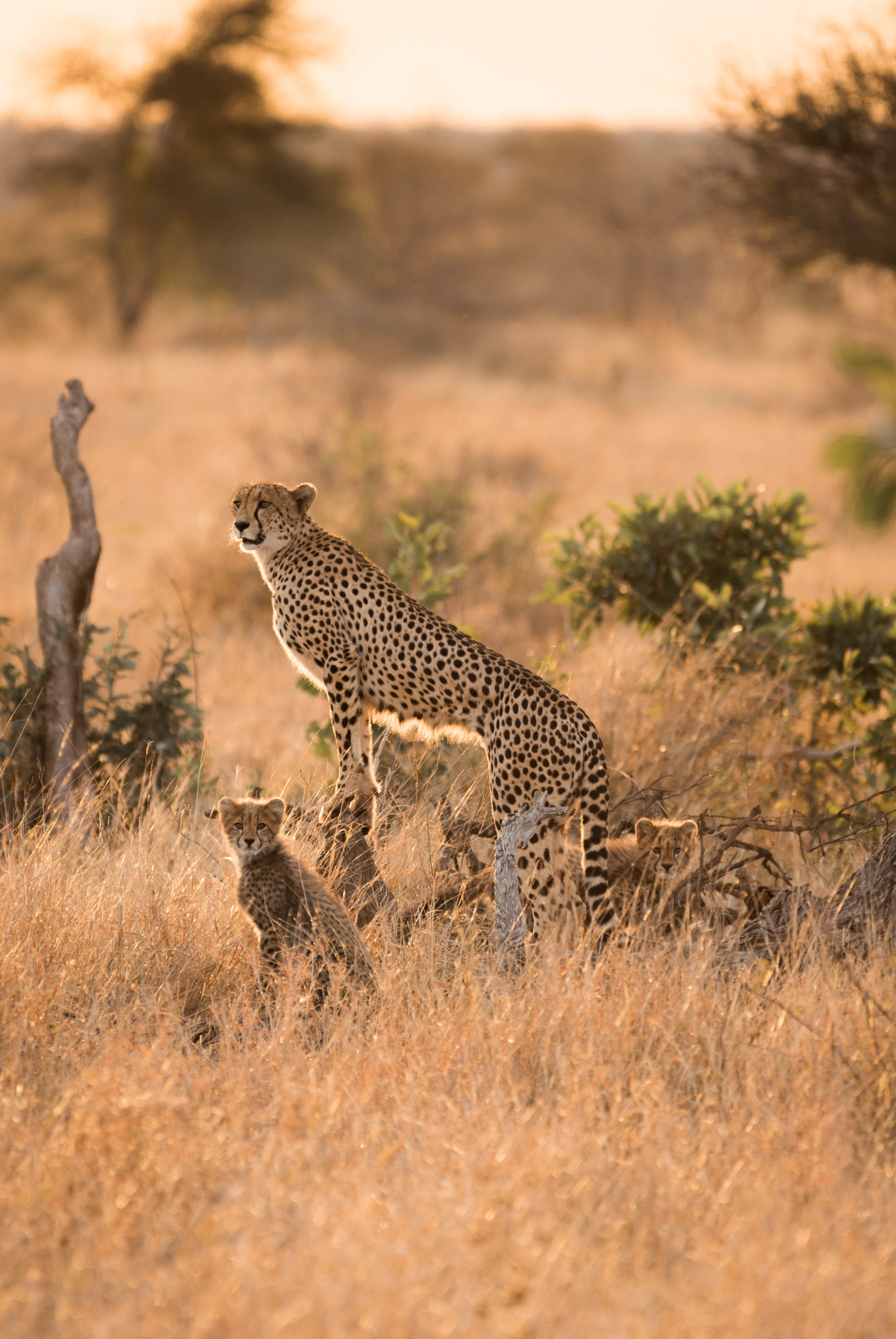 cara ord wildlife-3.jpg