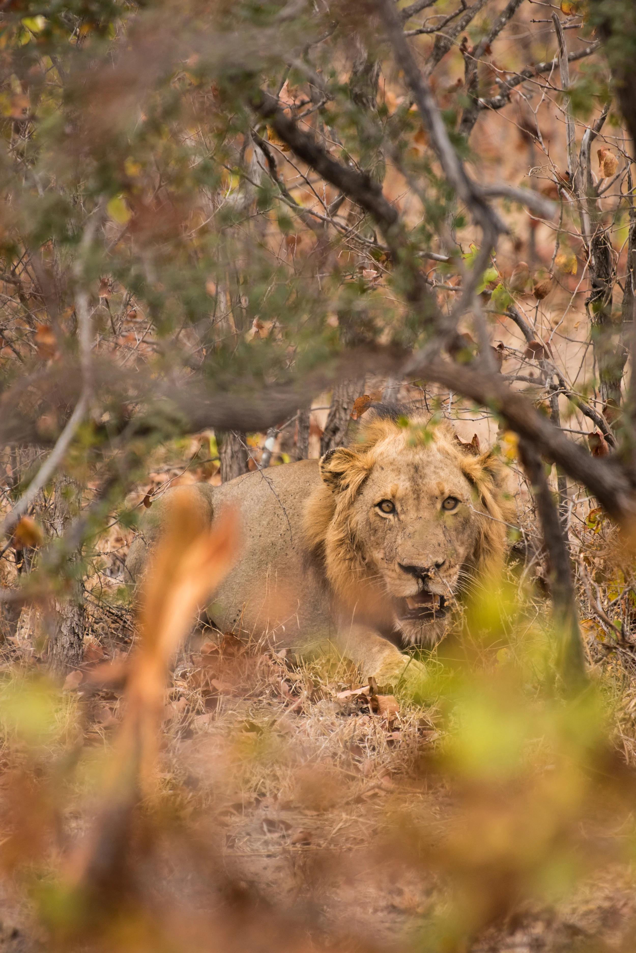 cara ord wildlife-2.jpg