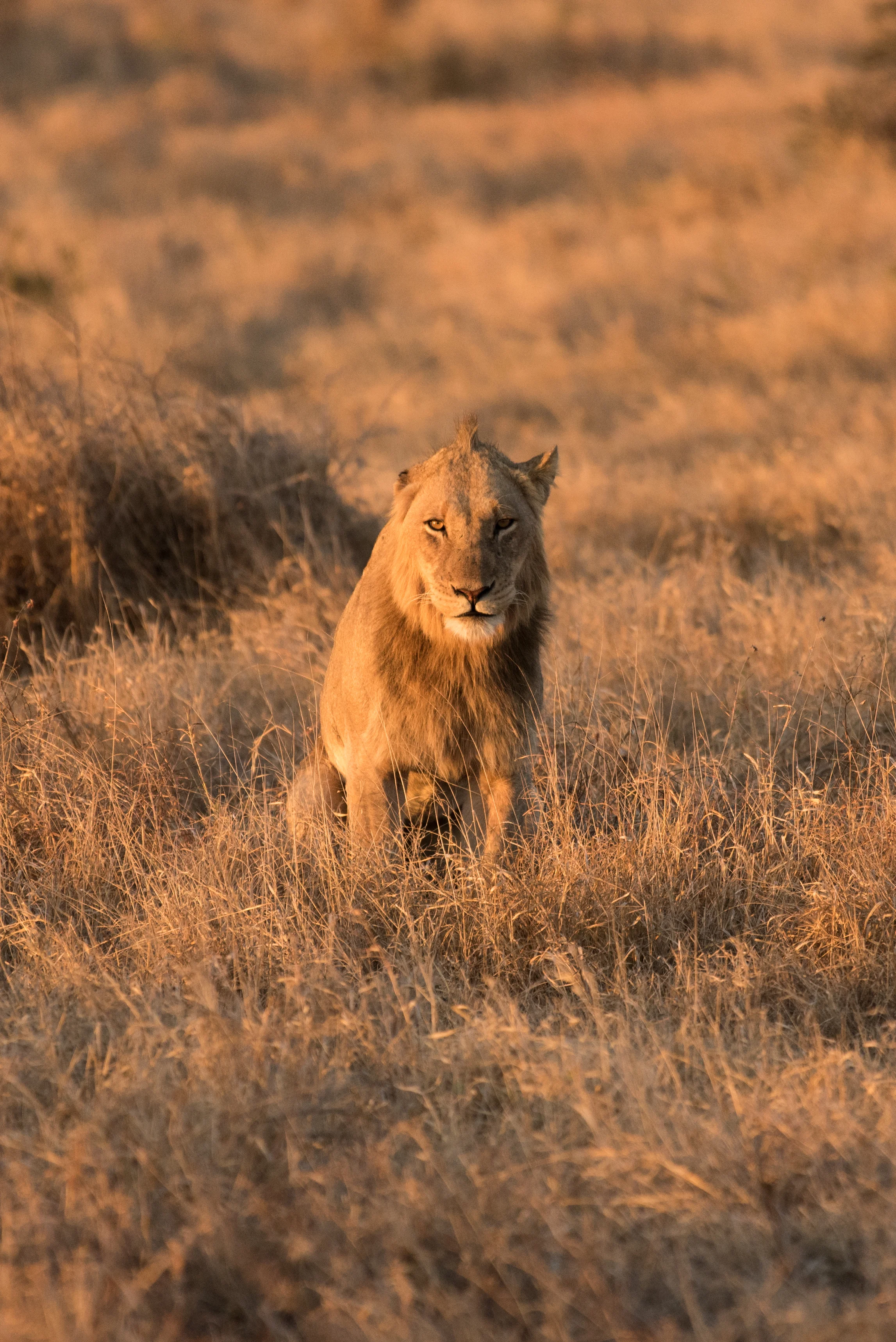 cara ord wildlife.jpg