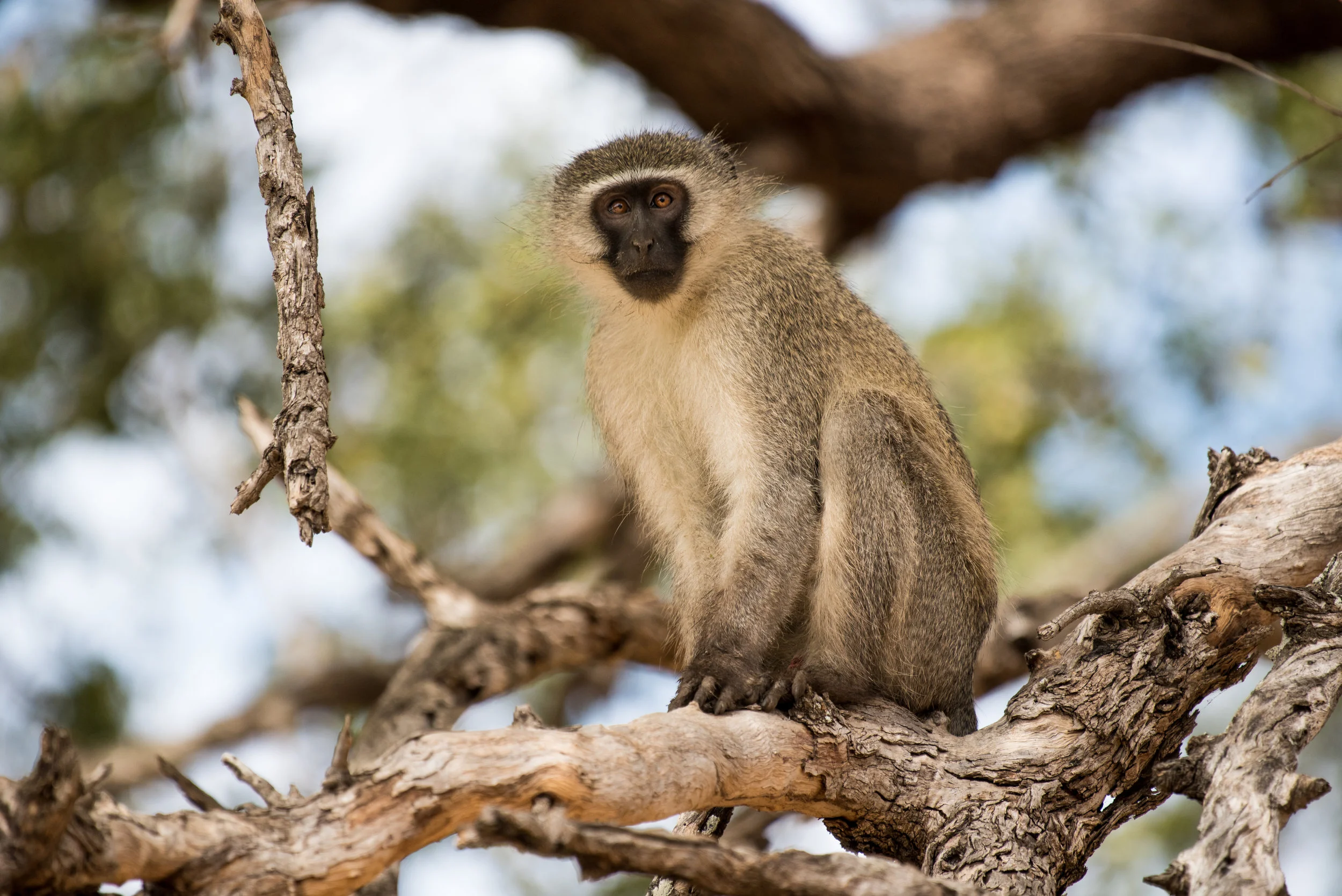 cara ord wildlife-5.jpg