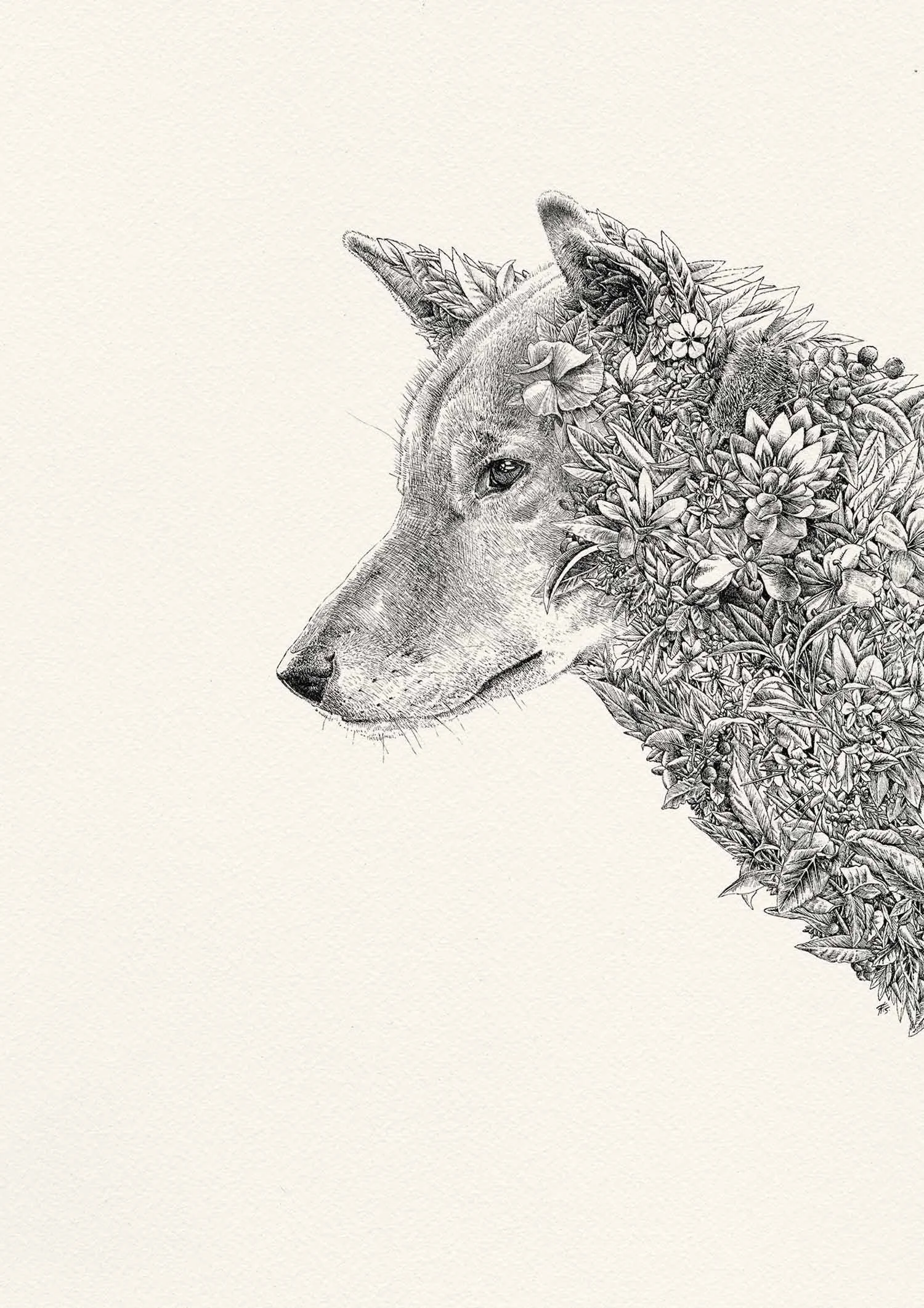 Dingo Illustration by Nathan Ferlazzo