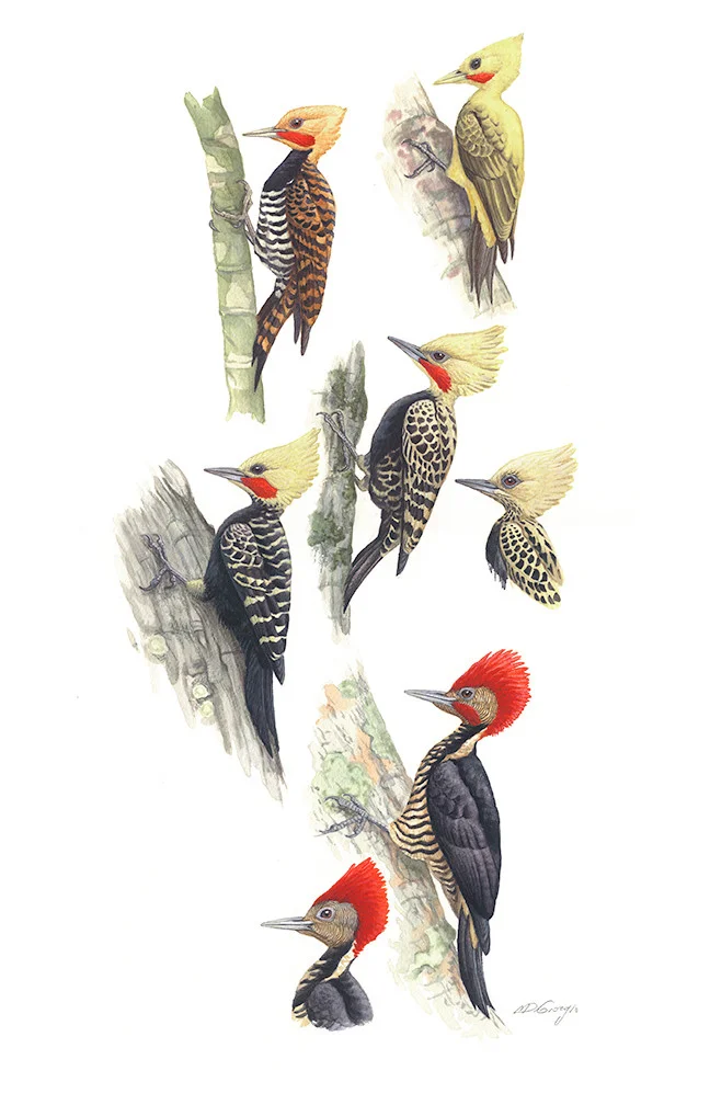 Part of series 'Birds of Brazil Vol.2' by Michael DiGiorgio