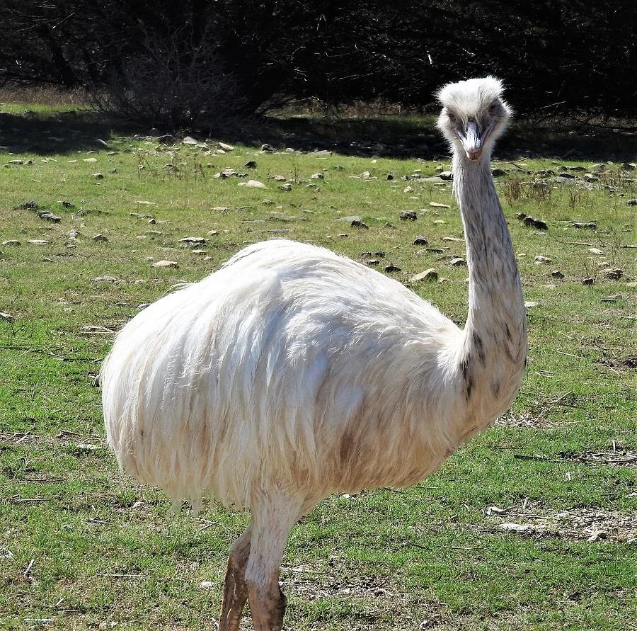 It’s really a White Ostrich event