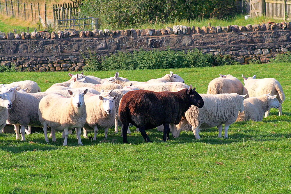 Image credit:    "Every family has a black sheep somewhere!"    by    foxypar4    is licensed under    CC BY 2.0