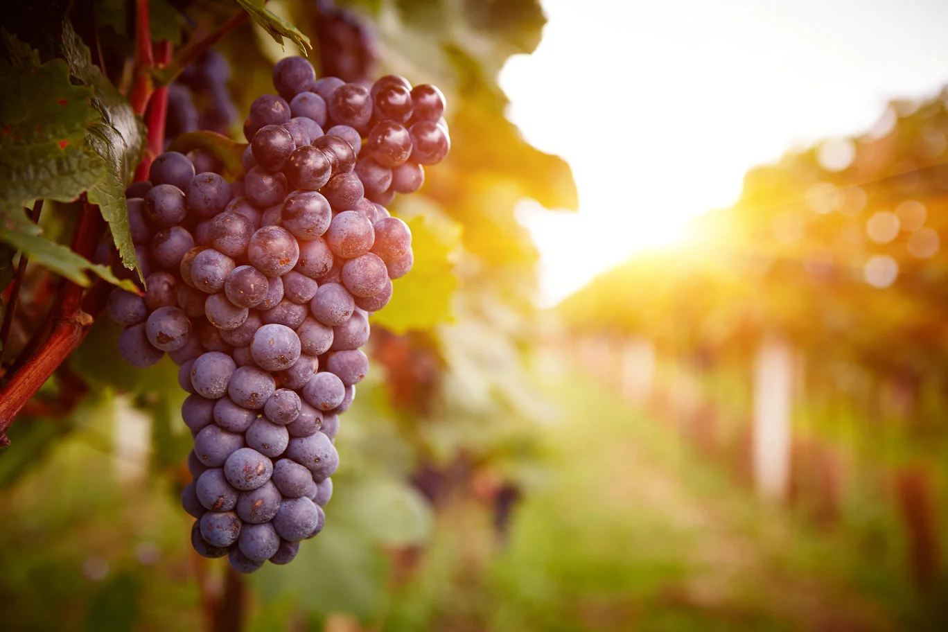 rutherglen_wine_region.jpg