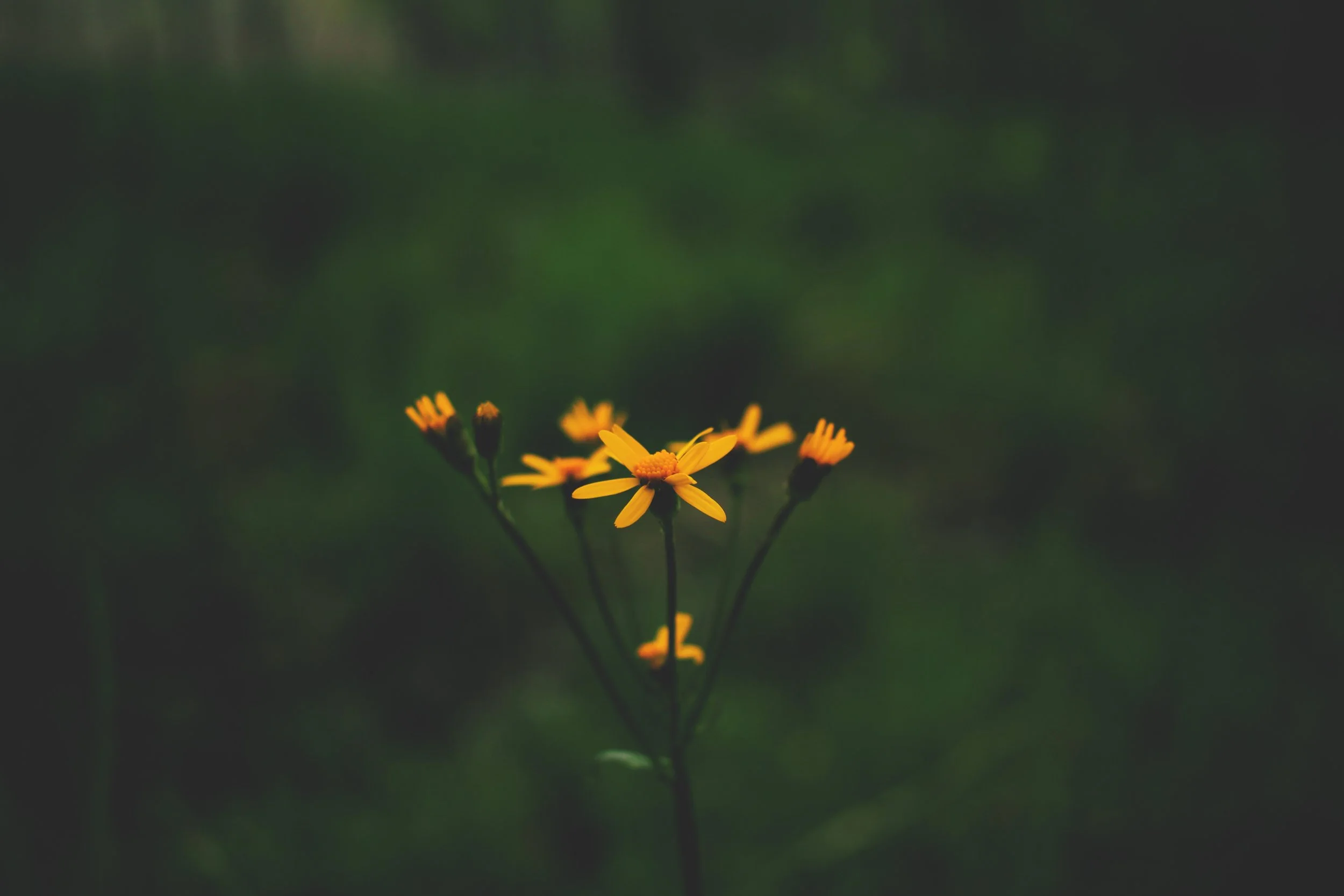 ben-lockwood-675815-unsplash.jpg