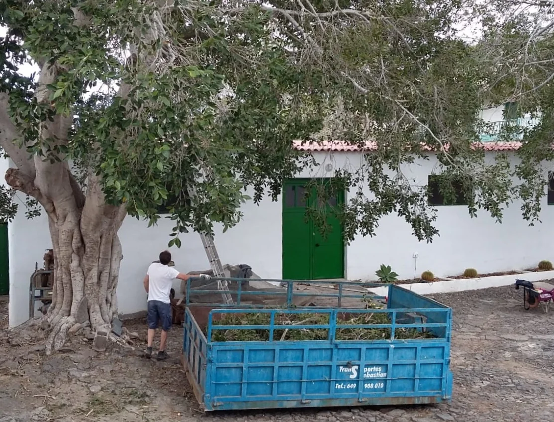 Arboles Casa Fuerte Adeje Tenerife.jpg
