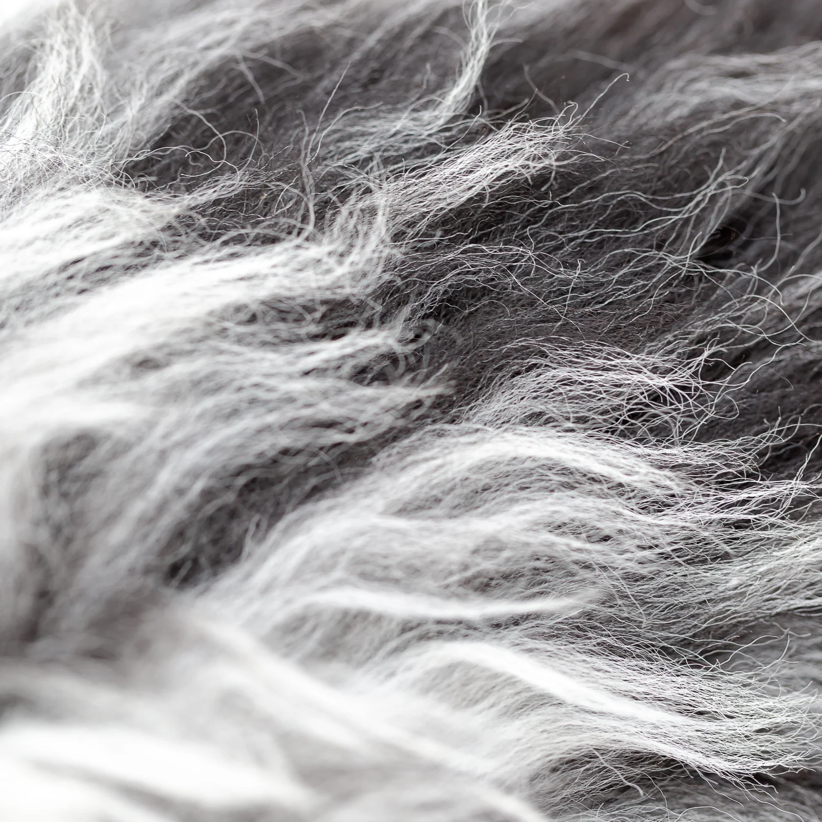 sheepskin_rug_BWcurly_sheep.style__MG_4748.jpg