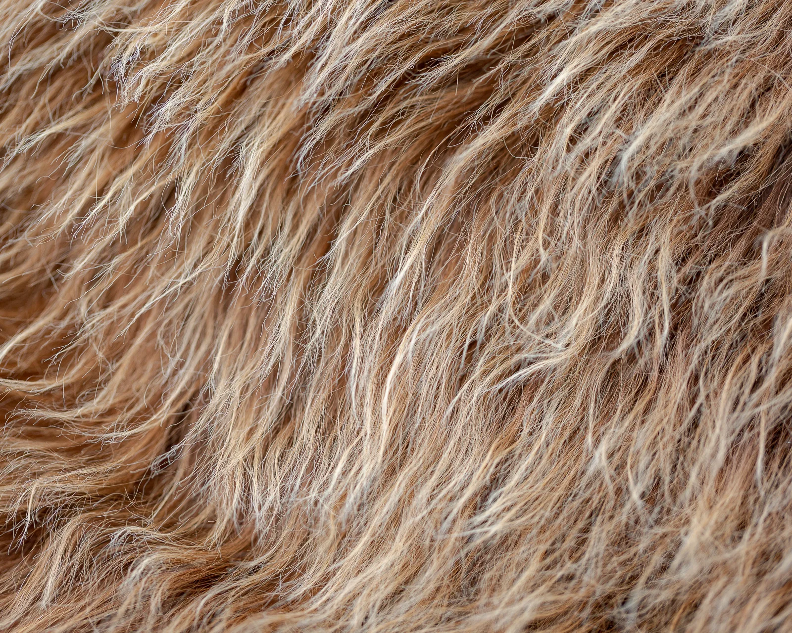 sheepskin_LB-78_sheep.style__MG_6835.jpg