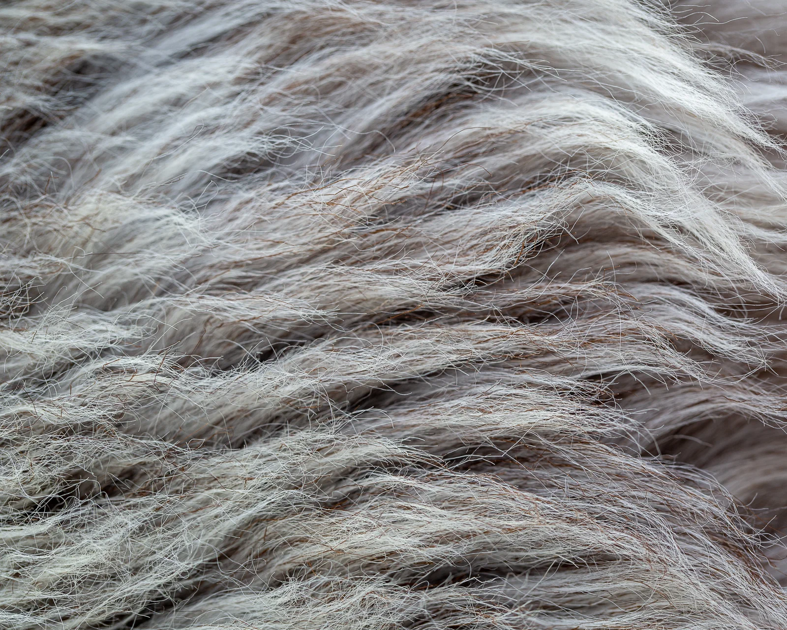 sheepskin_NG-5_sheep.style__MG_6962.jpg
