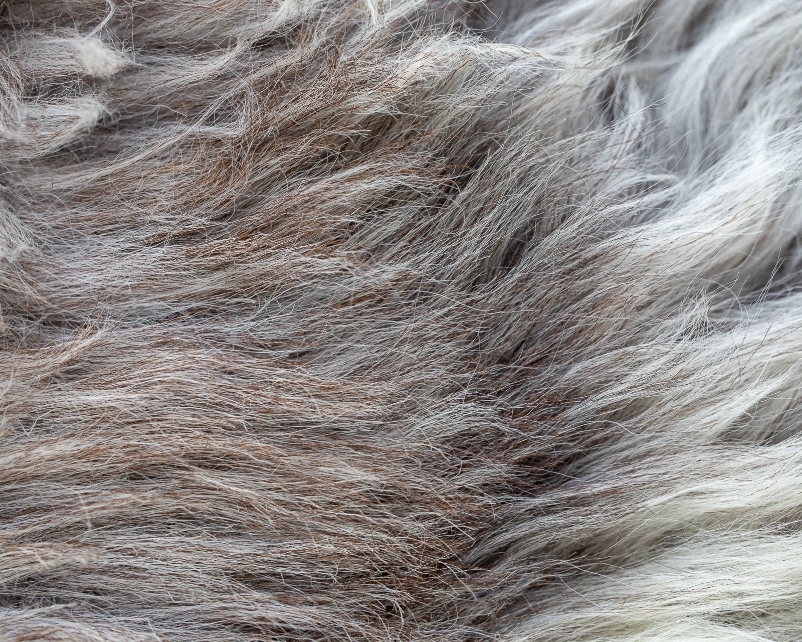 sheepskin_NG-5_sheep.style__MG_6959.jpg