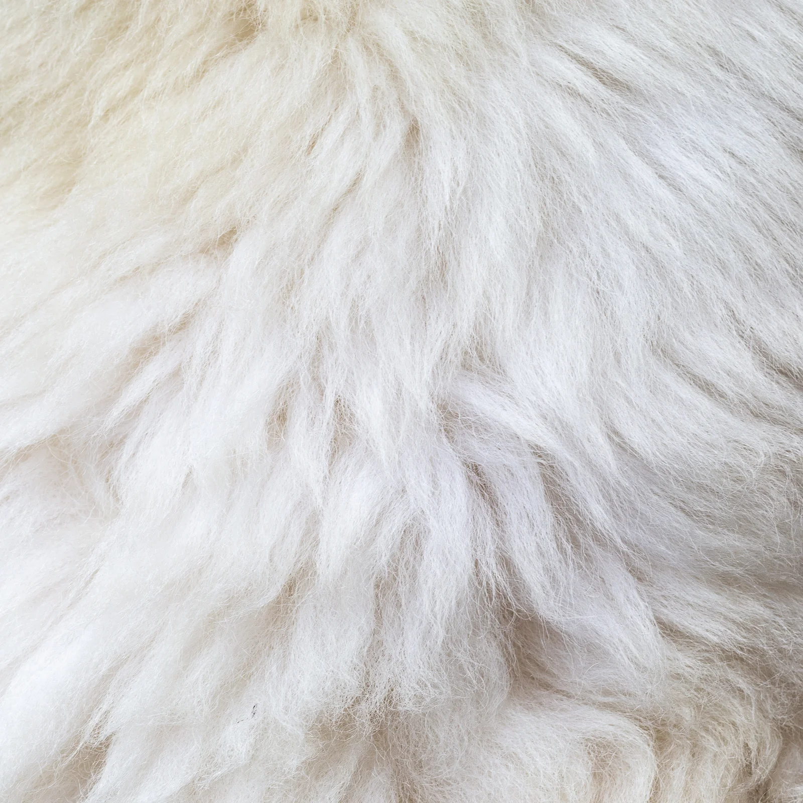 sheepskin_biala-120_sheep.style__MG_5709.jpg