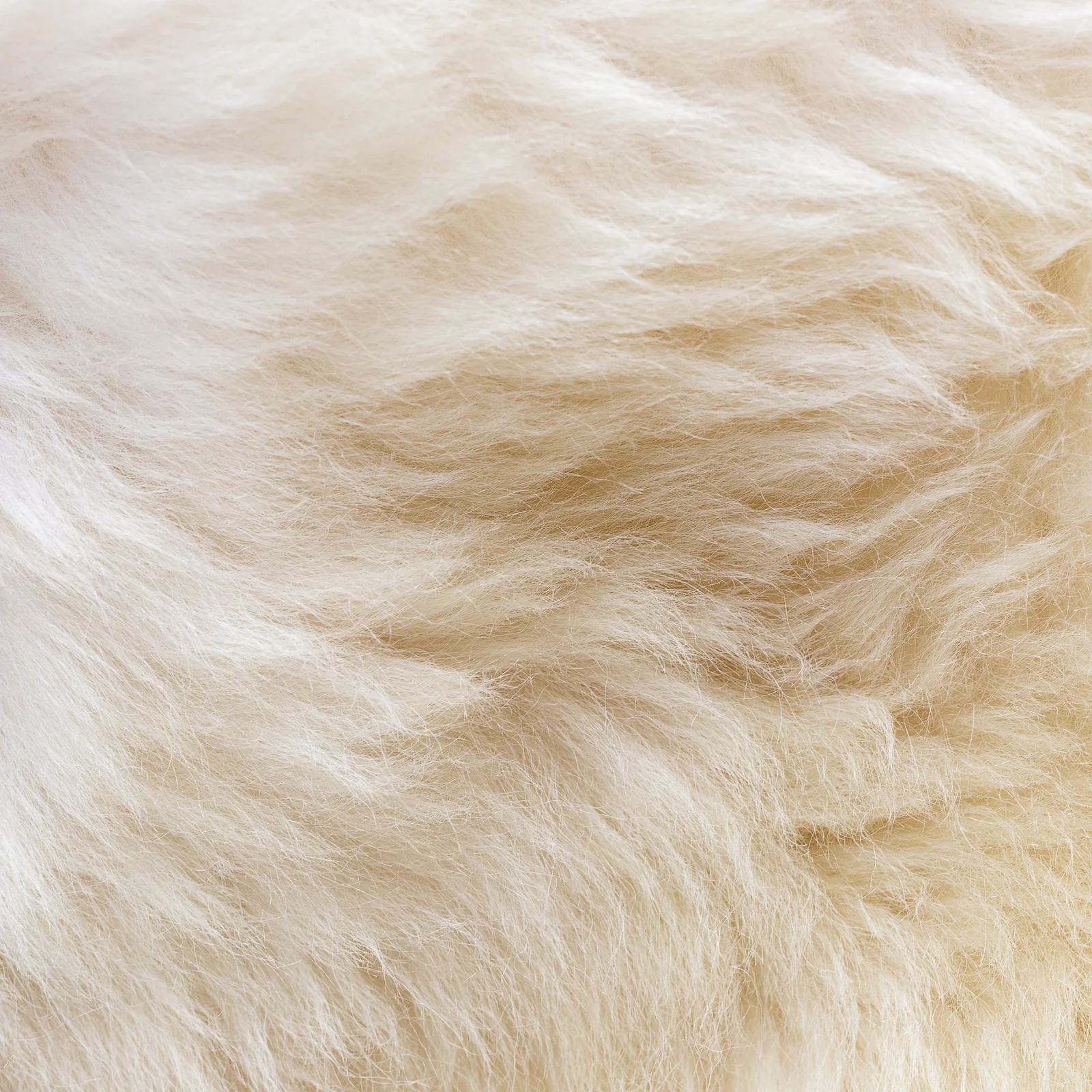 sheepskin_biala-120_sheep.style__MG_5713.jpg