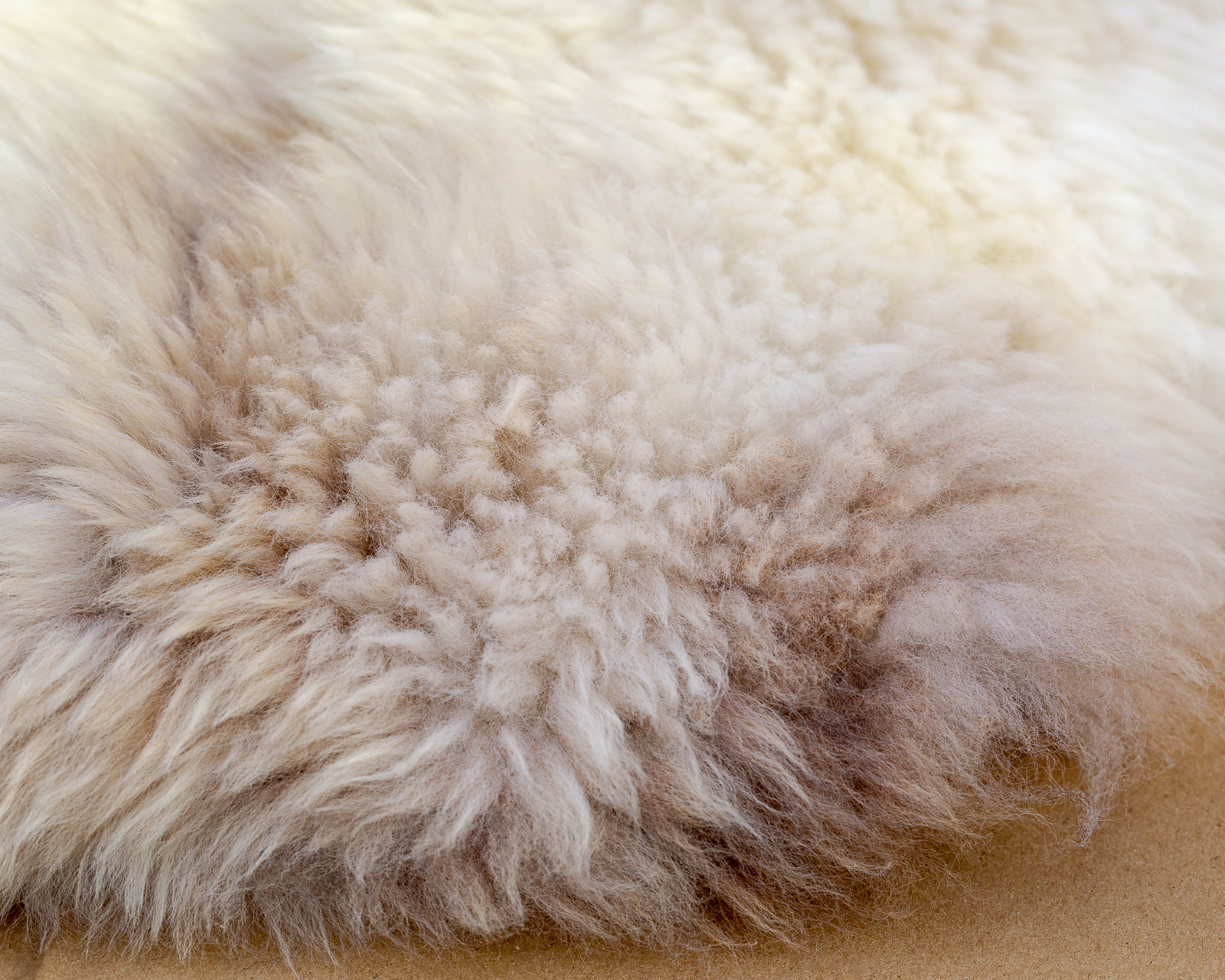 sheepskin_grey-spot-140_sheep.style__MG_9421.jpg