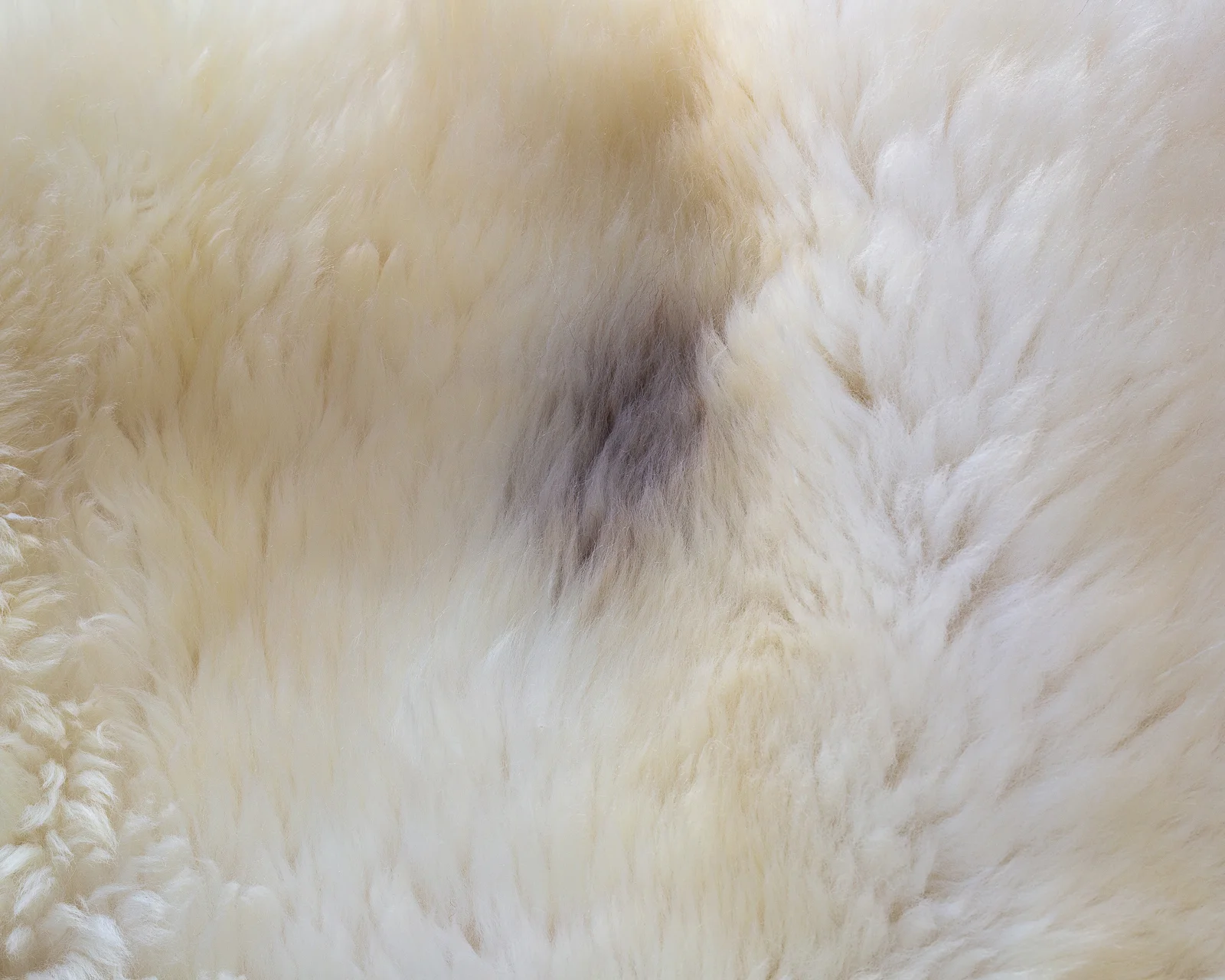 sheepskin_grey-spot-140_sheep.style__MG_9422.jpg