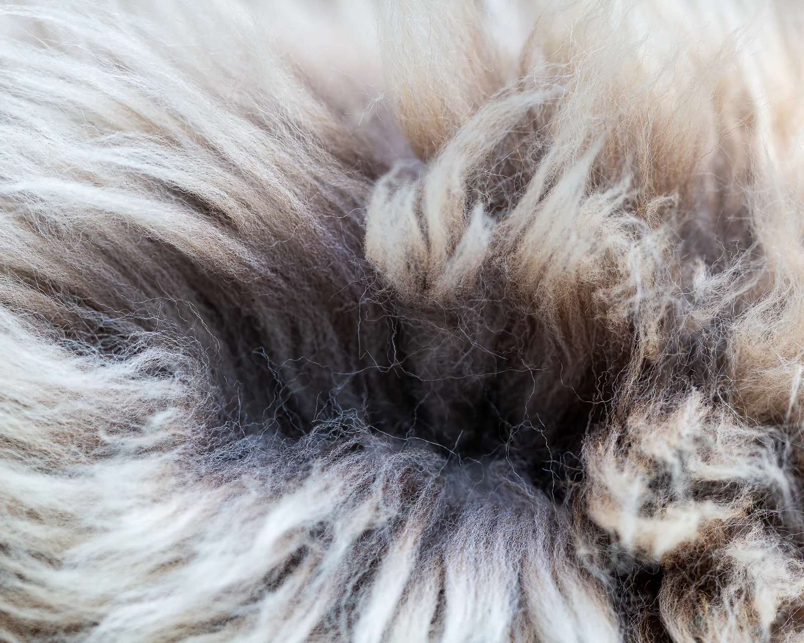 sheepskin_SZ-12_sheep.style__MG_9906.jpg