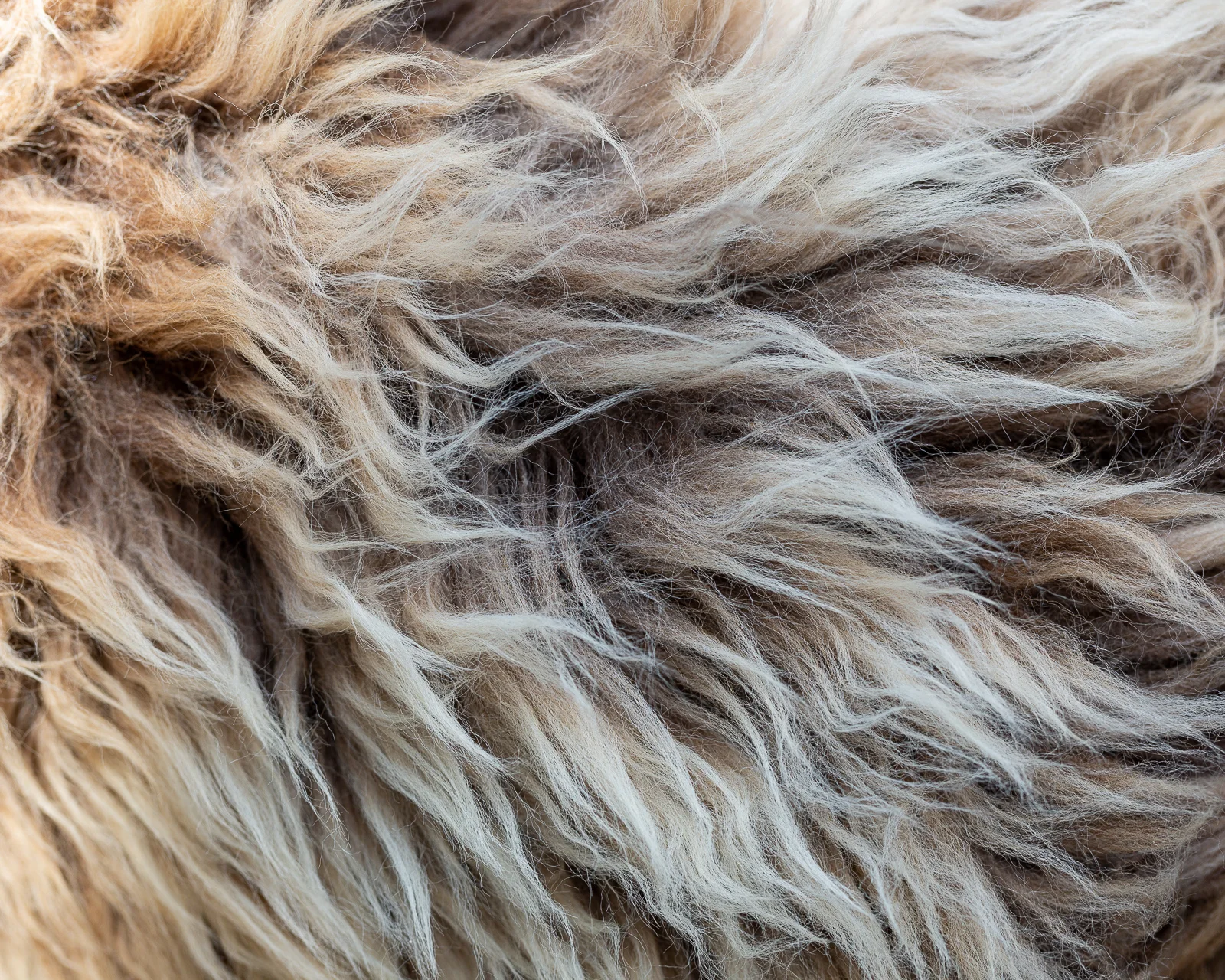 sheepskin_SZ-12_sheep.style__MG_9903.jpg