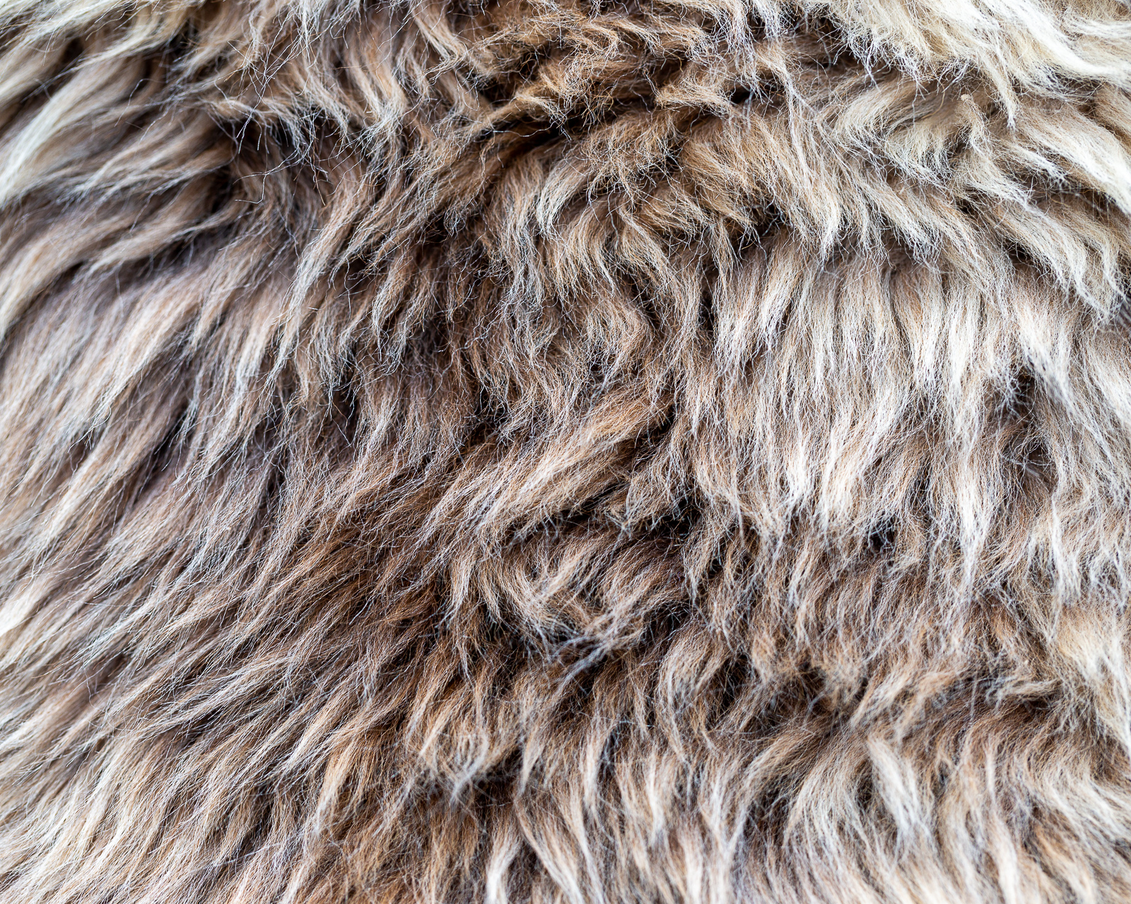 sheepskin_SZ-11_sheep.style__MG_9908.jpg