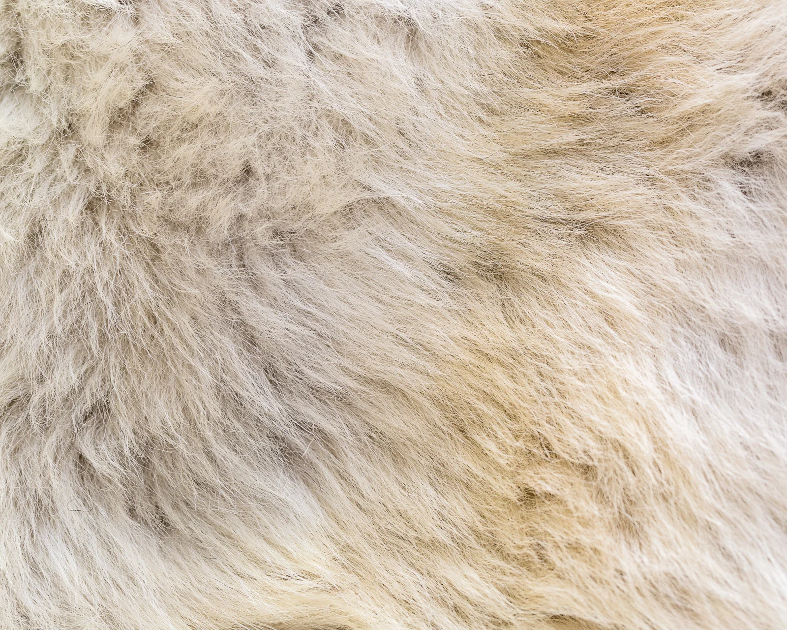 sheepskin_SZ-10_sheep.style__MG_9914.jpg