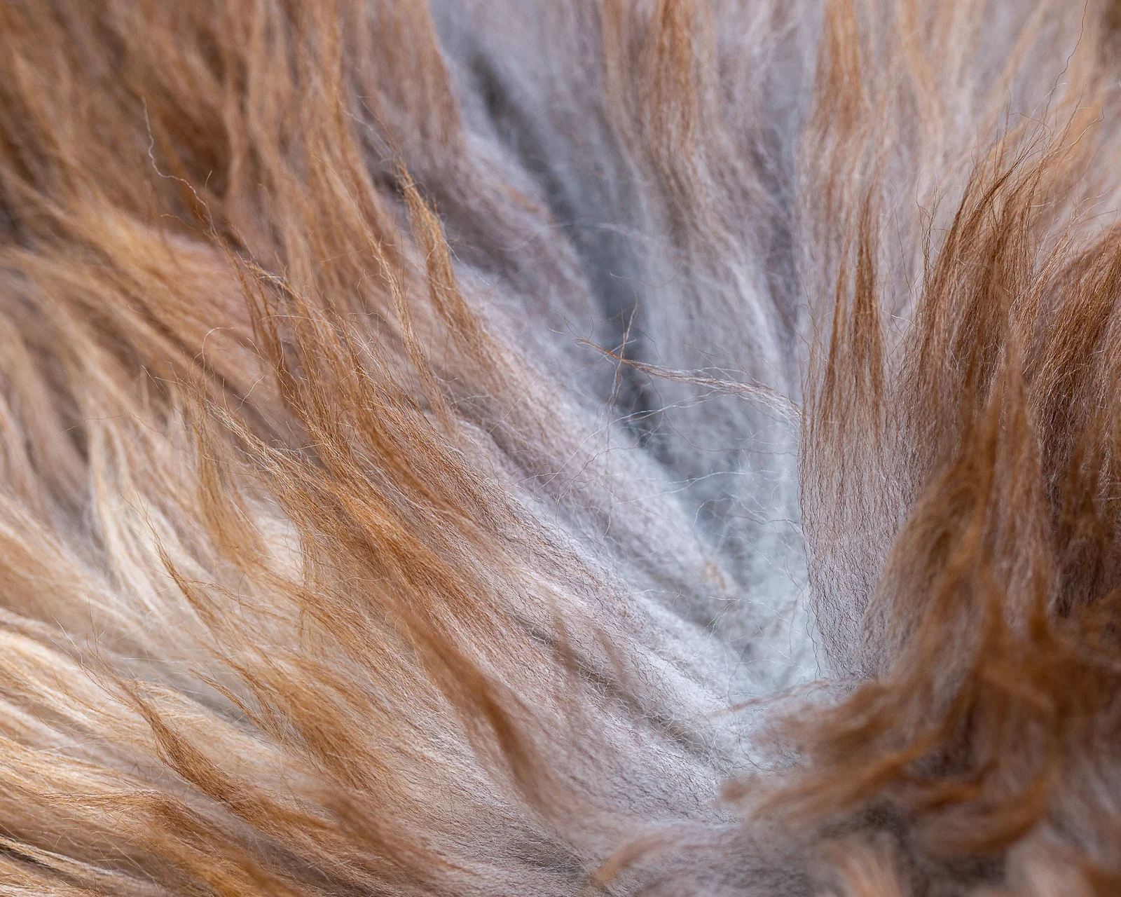 sheepskin_SZ-09_sheep.style__MG_9934.jpg