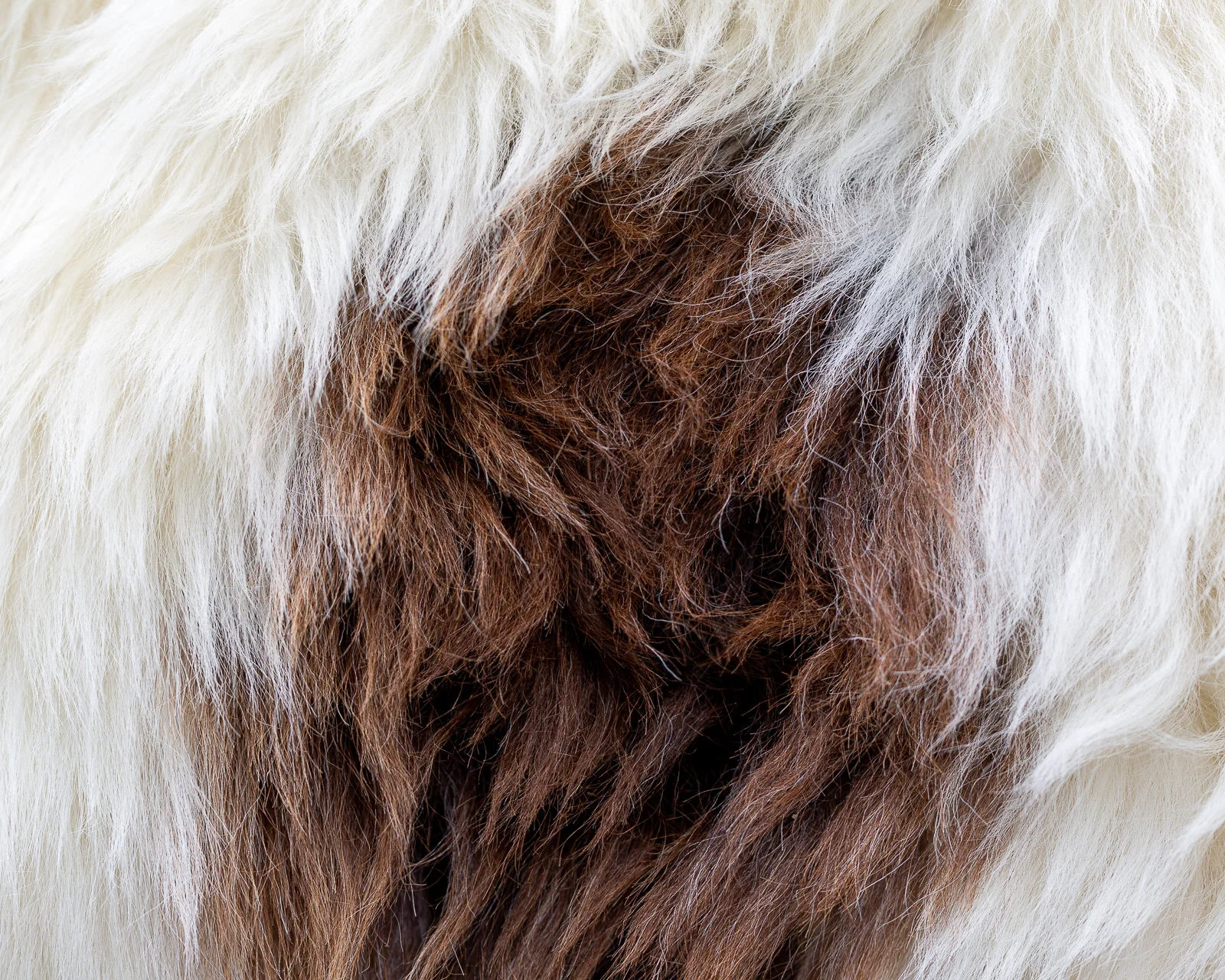 sheepskin_PL-02_sheep.style__MG_9924.jpg