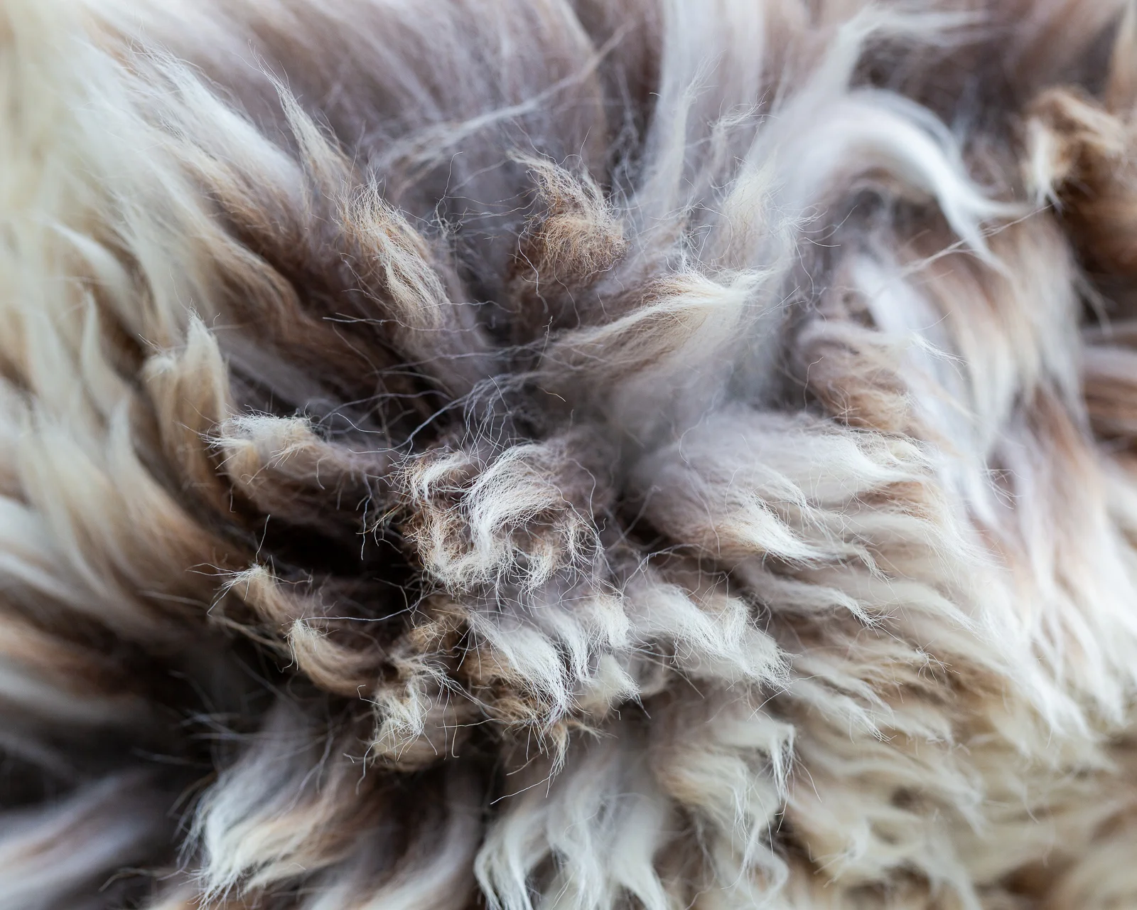 sheepskin_SZ-07_sheep.style__MG_9939.jpg