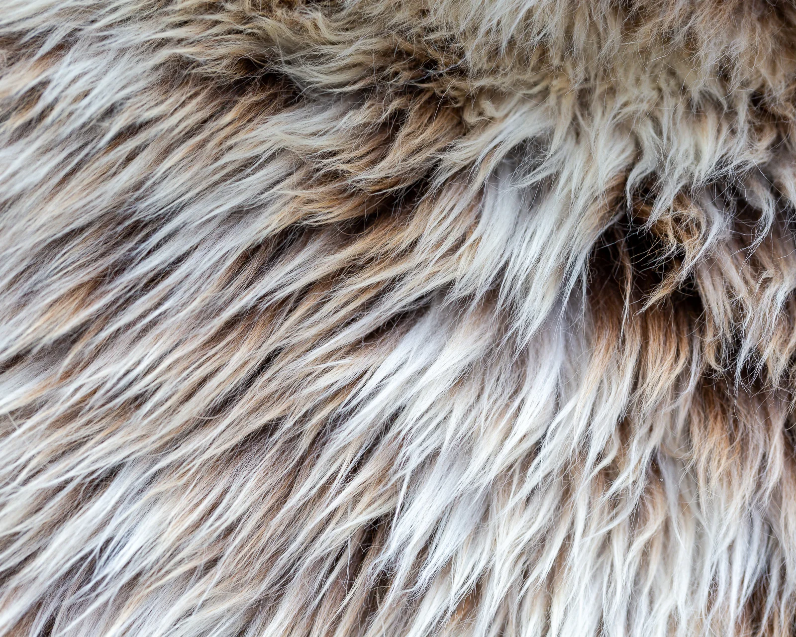 sheepskin_SZ-07_sheep.style__MG_9941.jpg