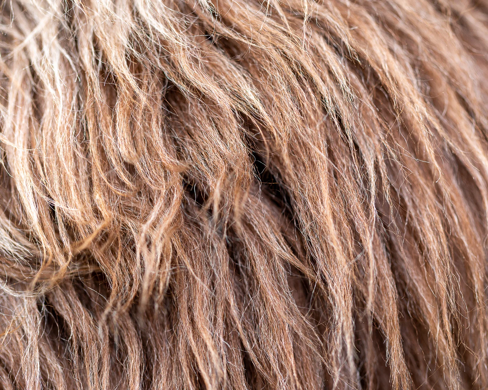sheepskin_SZ-08_sheep.style__MG_9931.jpg