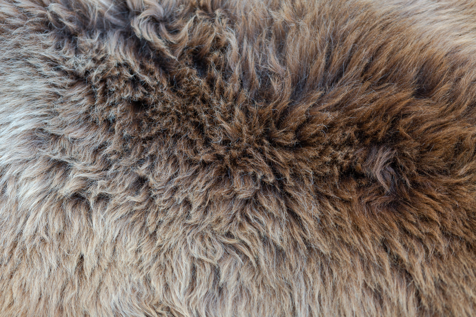 sheepskin_LBR-01_sheep.style__MG_9949.jpg