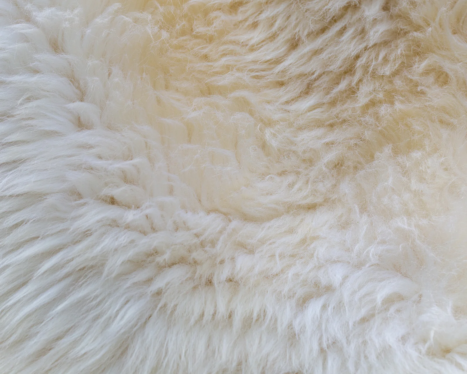 sheepskin_PL-01_sheep.style__MG_9919.jpg
