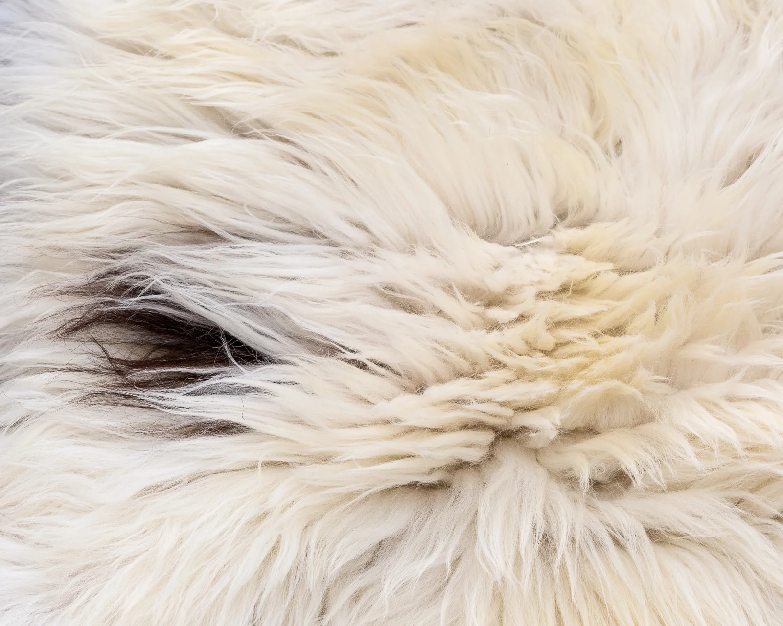 sheepskin_PDT-01_sheep.style__MG_9962.jpg