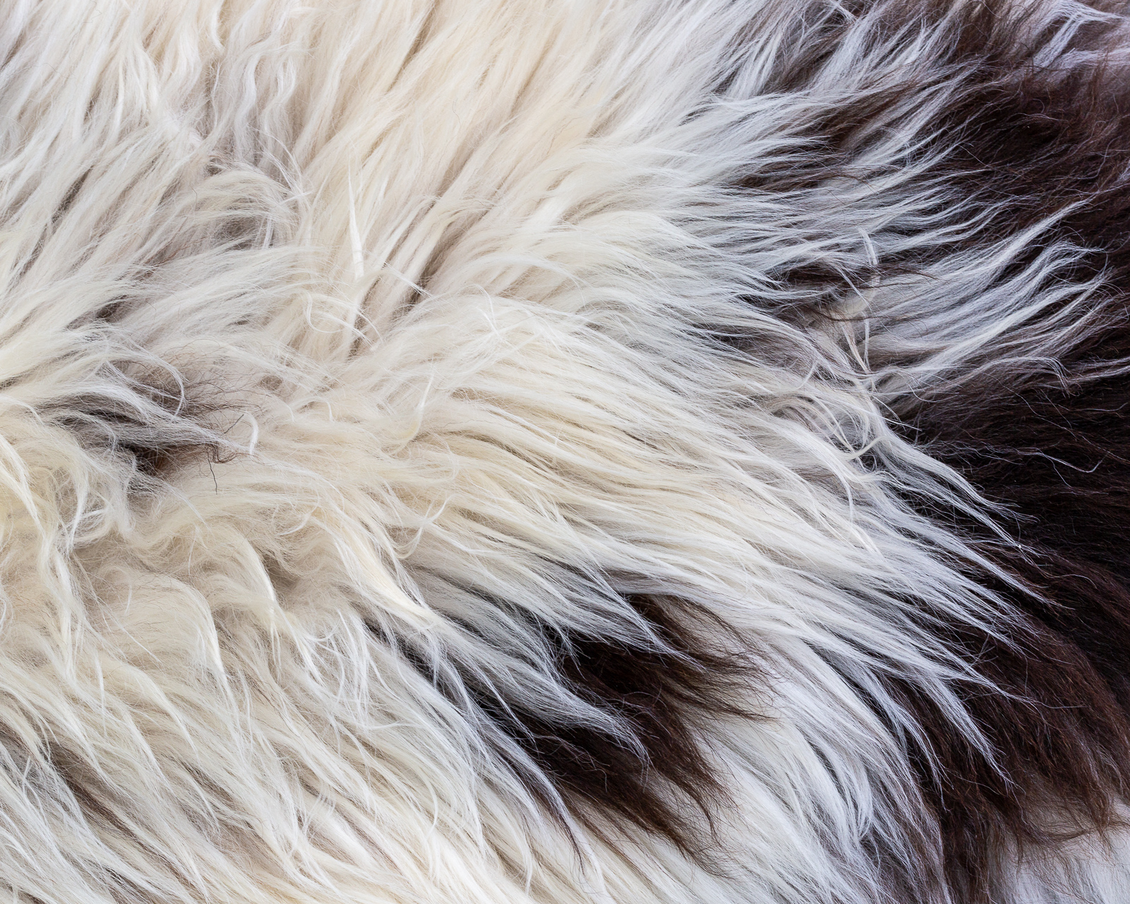 sheepskin_PDT-01_sheep.style__MG_9963.jpg