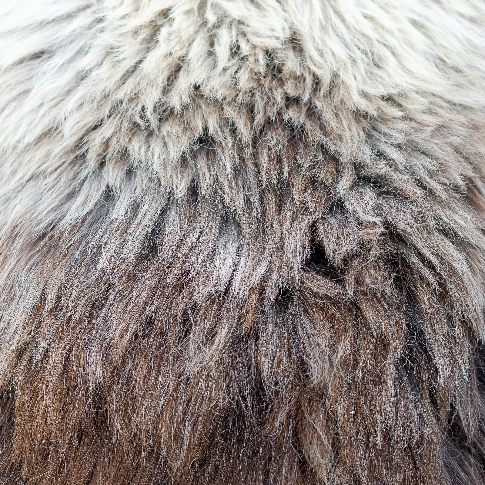 sheepskin_SZ-03-sqr_sheep.style__MG_0115.jpg