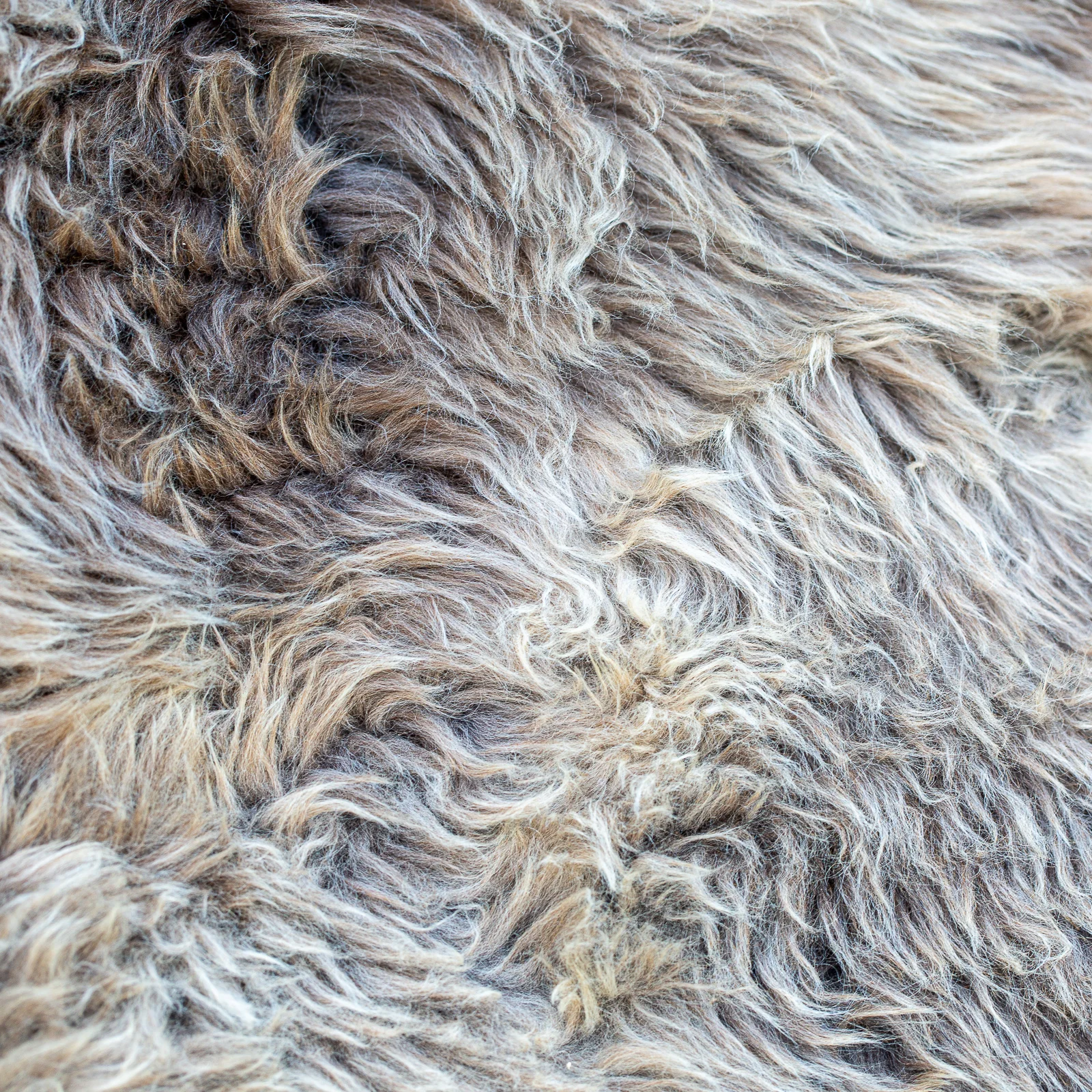 sheepskin_KK-01-sqr_sheep.style__MG_0455.jpg