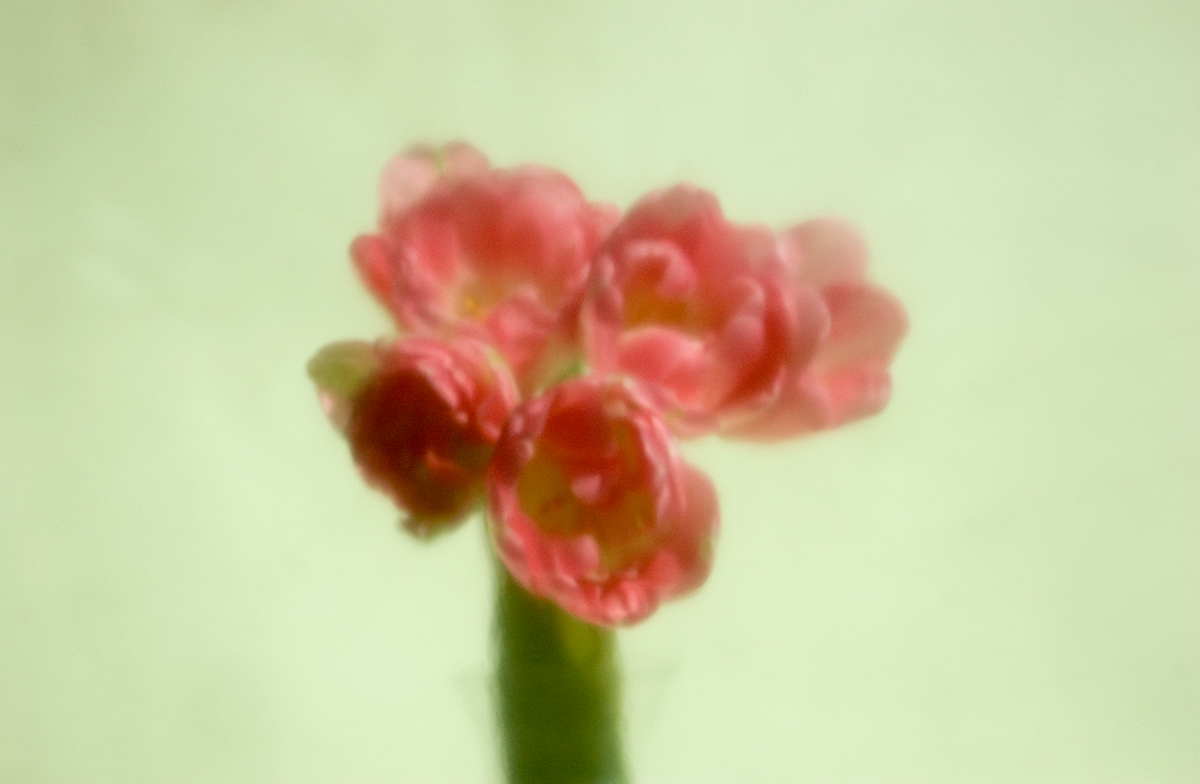 R-bunch-of-pink-tulips.jpg
