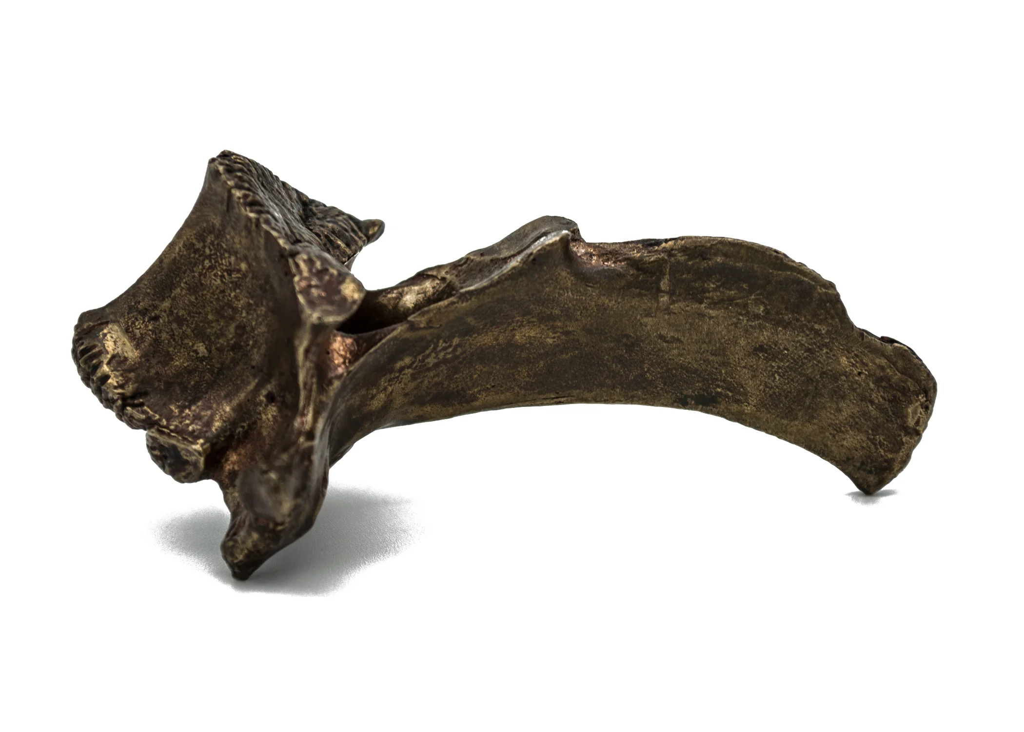Vertebrae_bronze 3.jpg