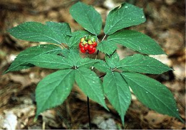 (Wild ginseng ©Dennis W. Woodland)