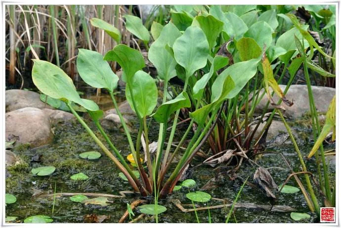 Ze Xie plant