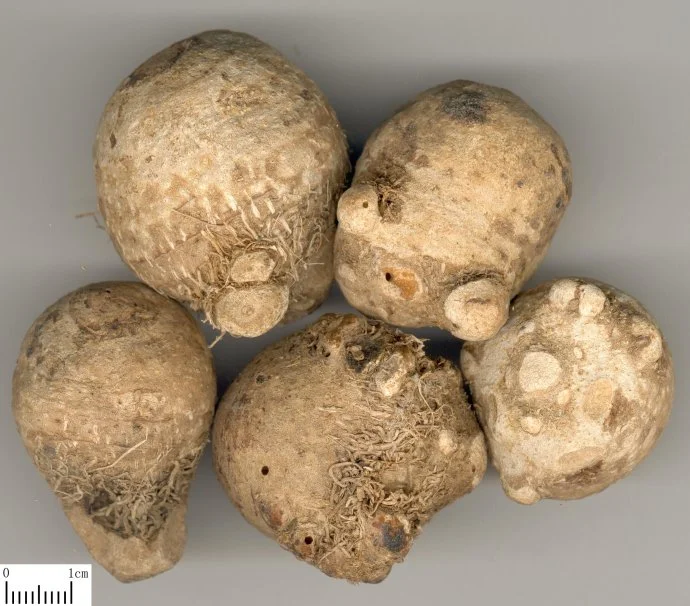 Dried Tubers of the Ze Xie plants