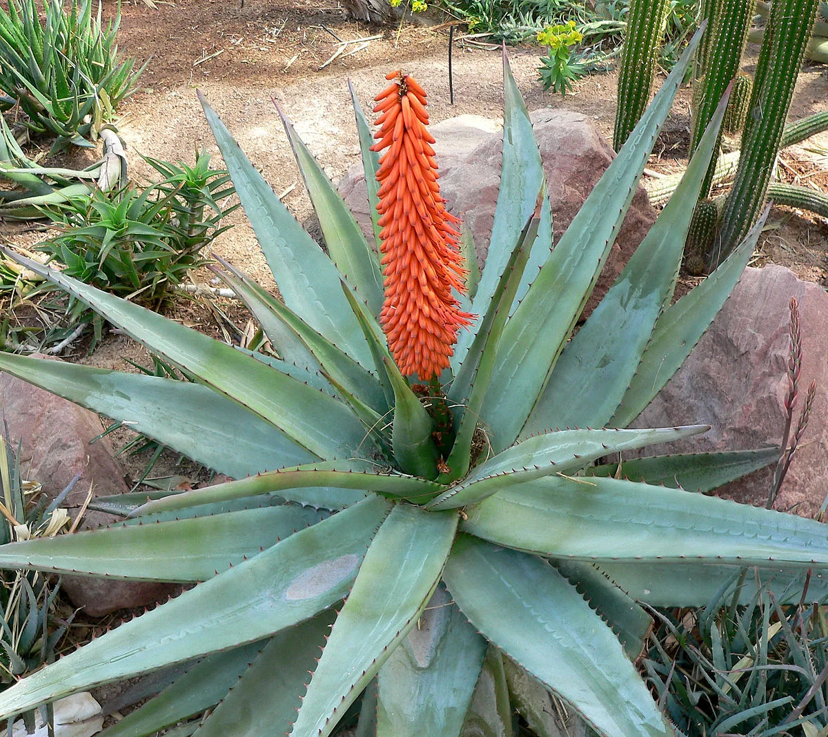 好望角芦荟.jpg