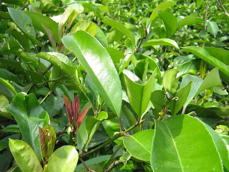 ku-ding-tea.jpg